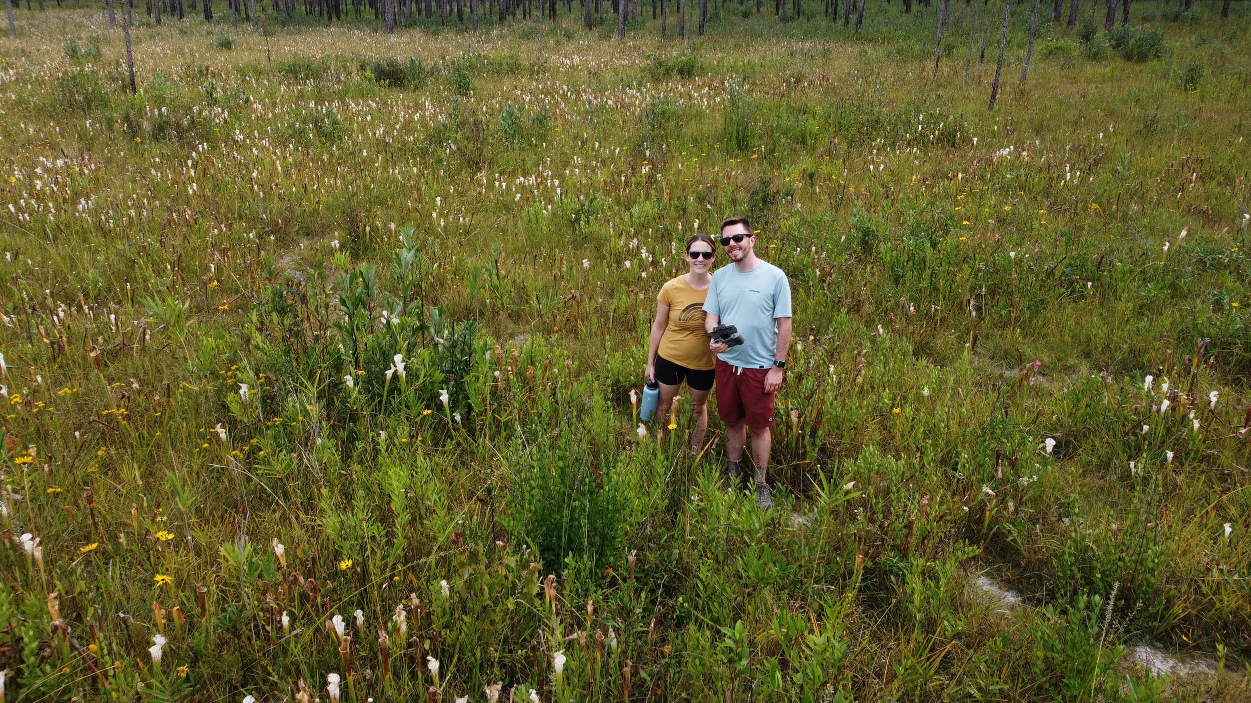 Drone shot of two people standing in a wild pitcher plant bog