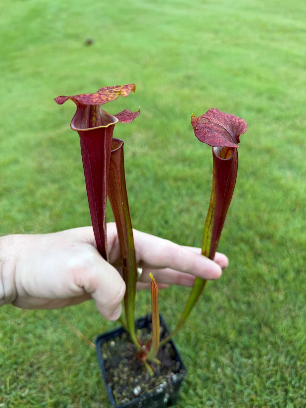 S. flava var. atropurpurea Cross 1