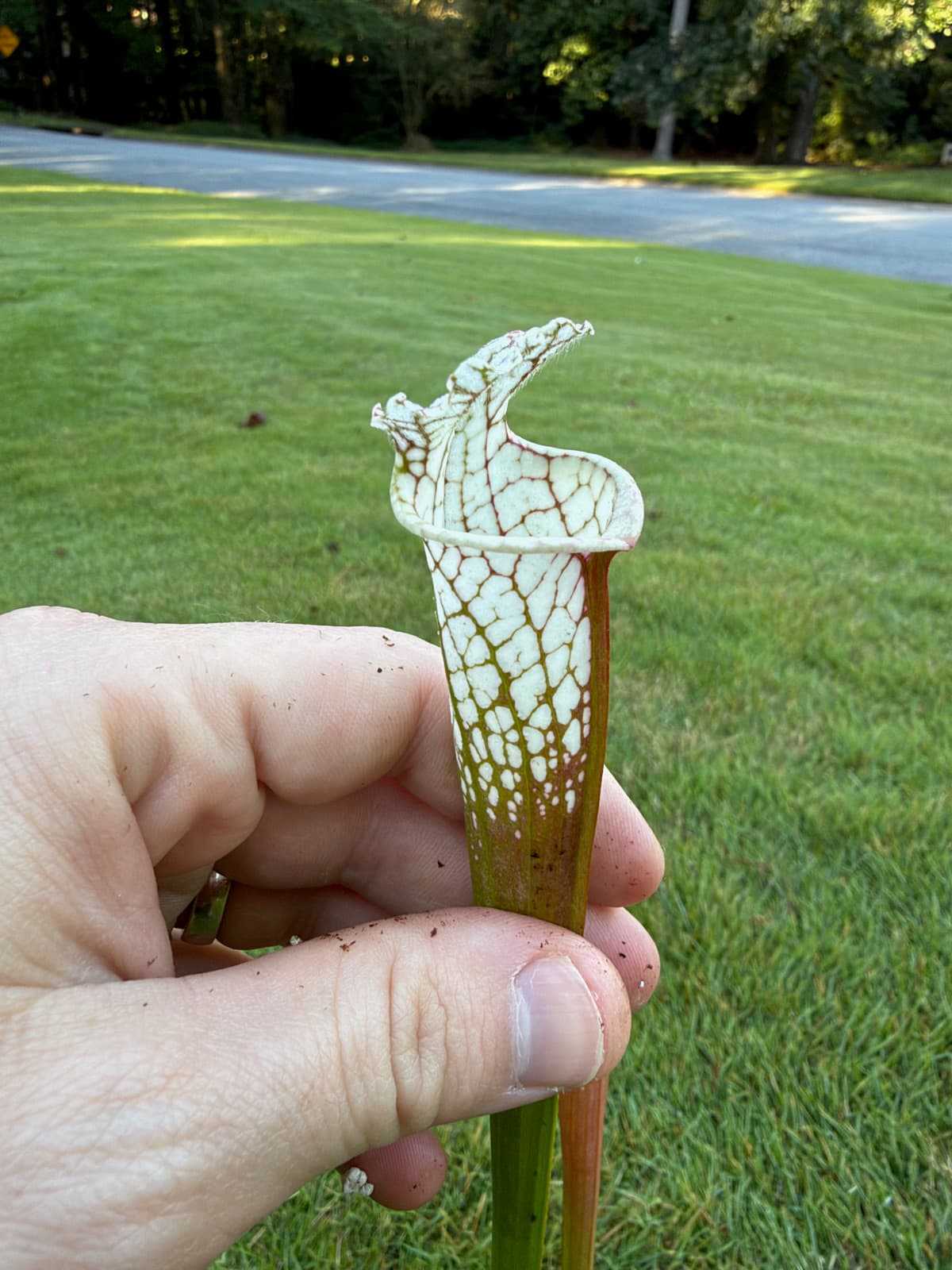 Sarracenia leucophylla