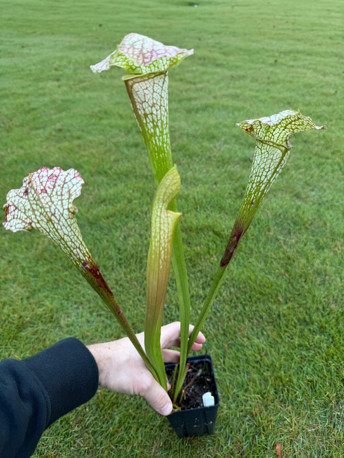 Sarracenia leucophylla, flat top