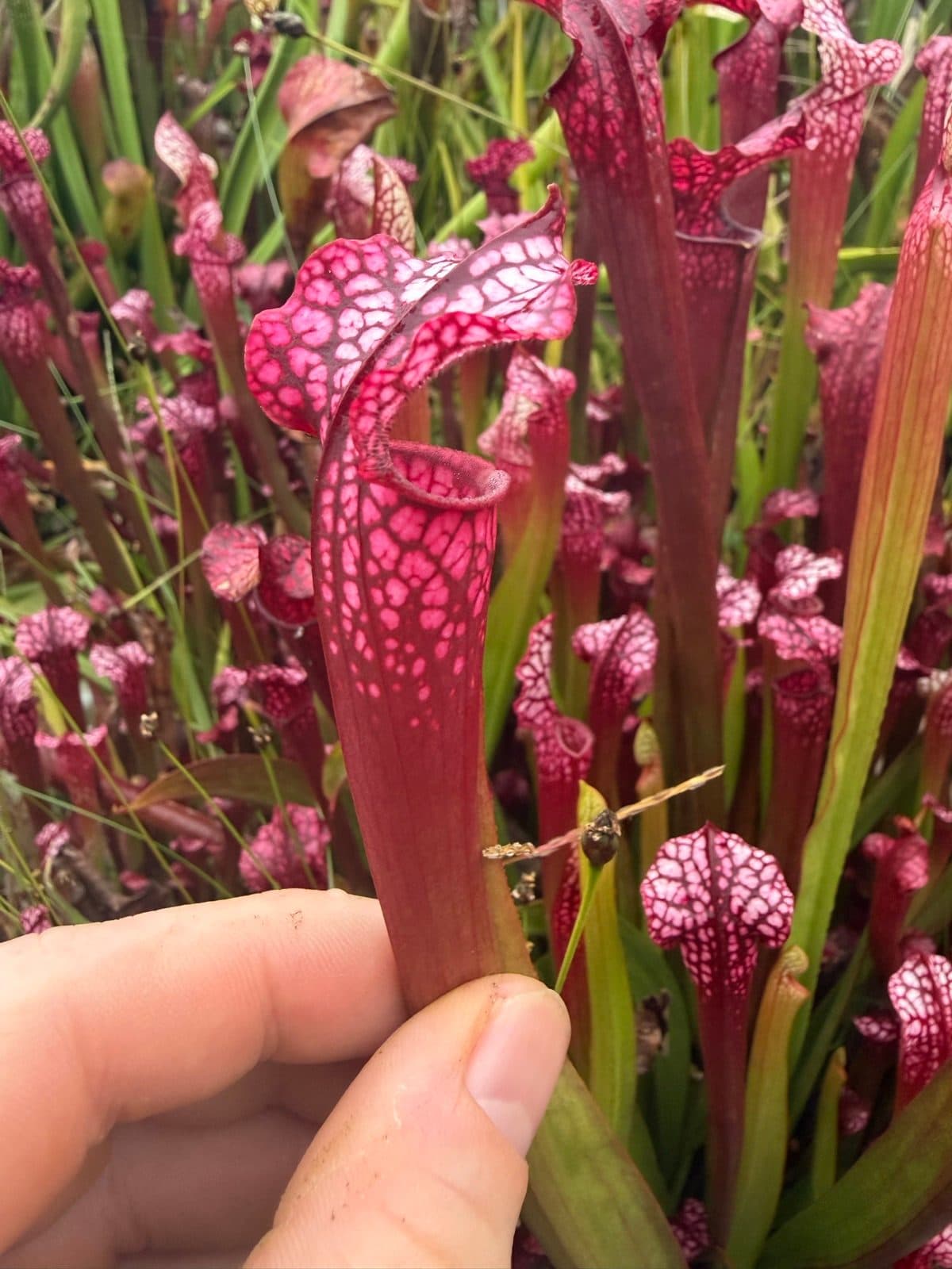 Sarracenia leucophylla 'Red'