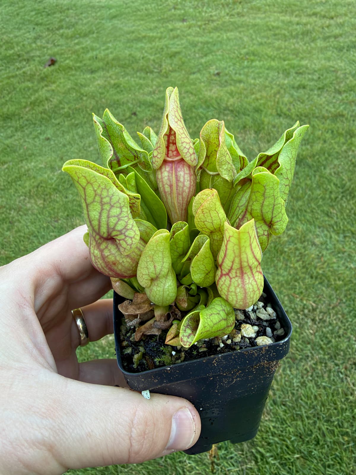 Sarracenia purpurea var. montana — Plant A