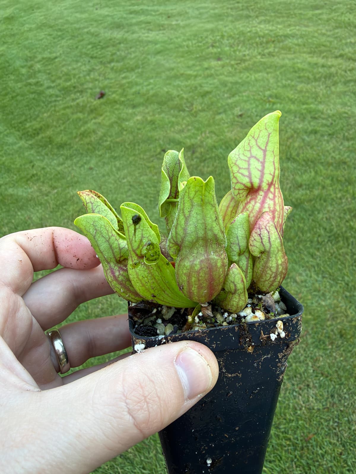 Sarracenia purpurea var. montana — Plant B