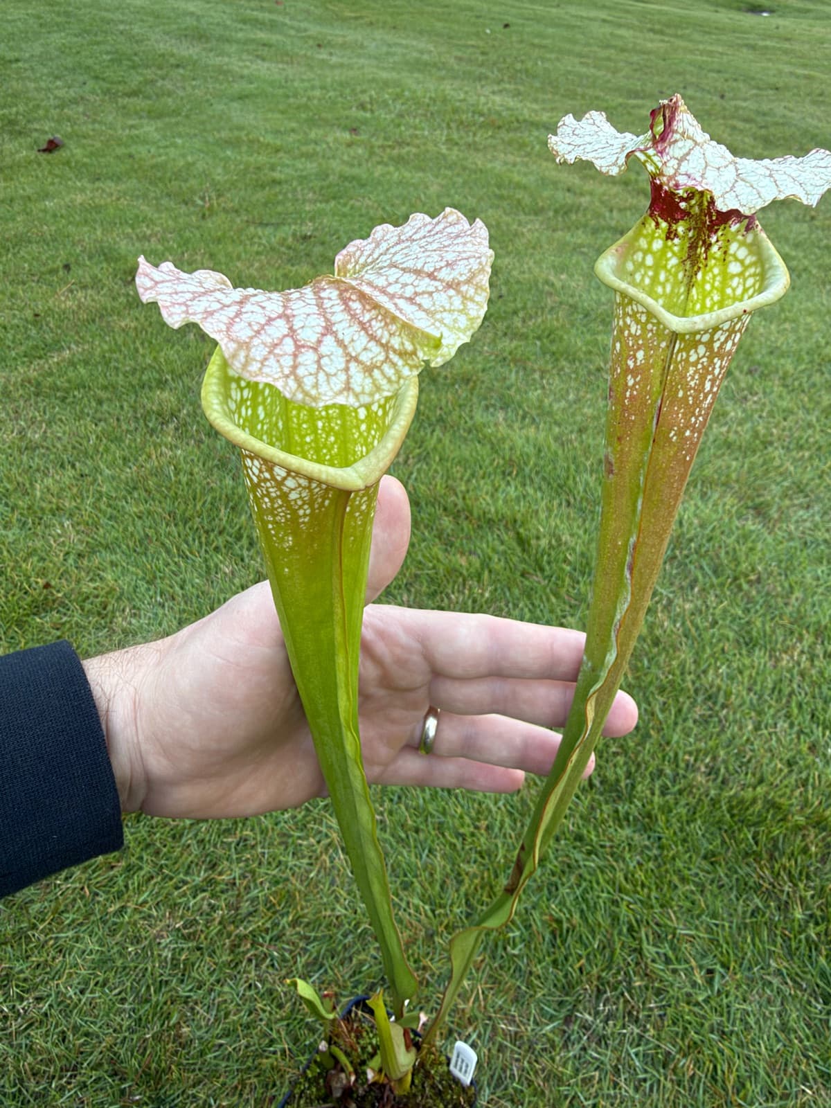Sarracenia (readii x Schnell's Ghost) x 'Adrian Slack'
