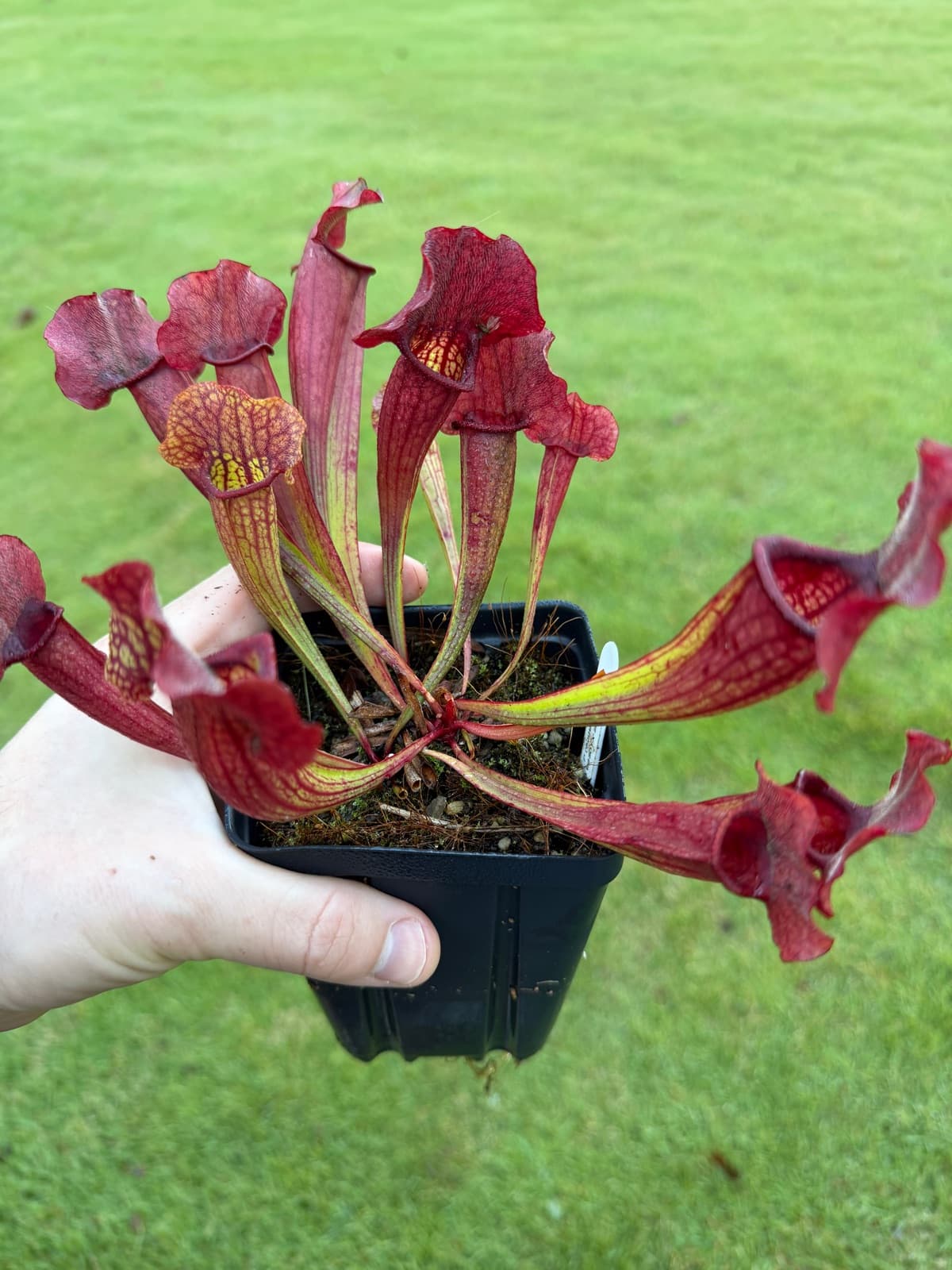 S. Saurus x rosea (Fat B x Fat Chance), J. Addington