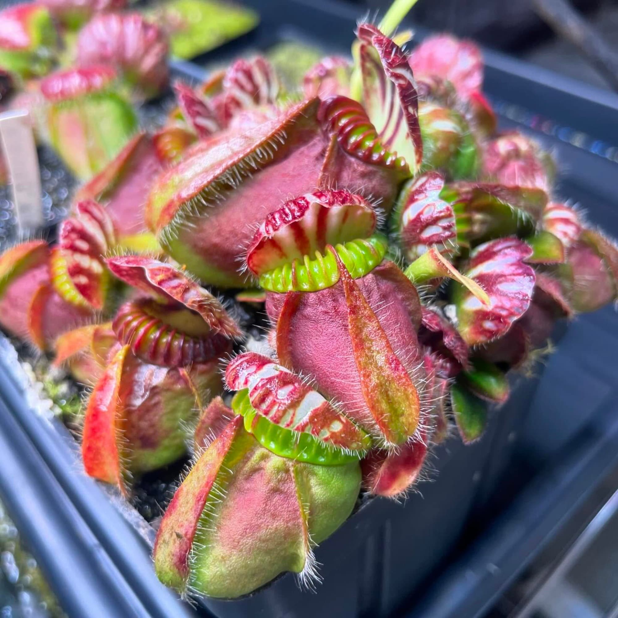 Cephalotus (Albany Pitcher Plant) — photo 1