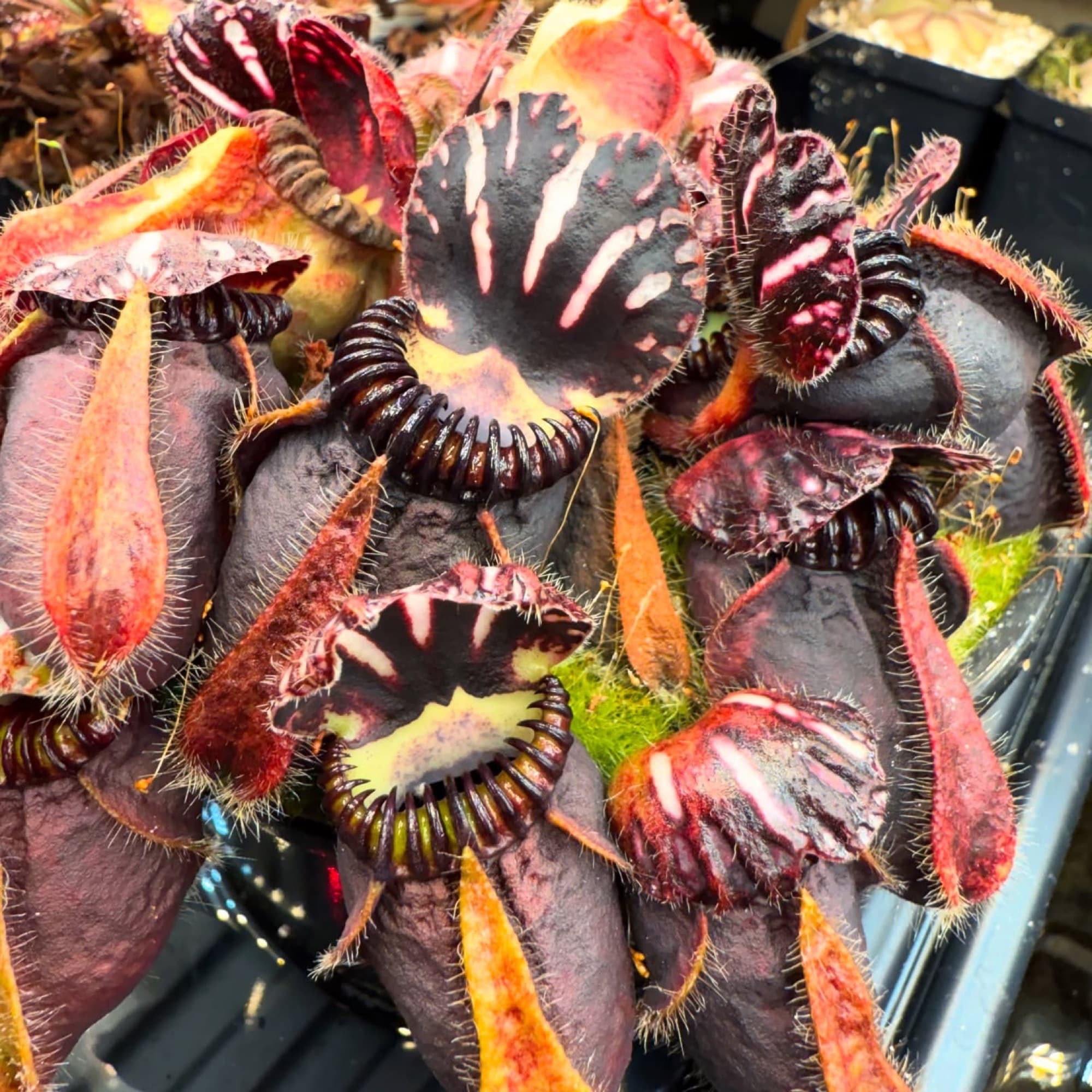 Cephalotus (Albany Pitcher Plant) — photo 2