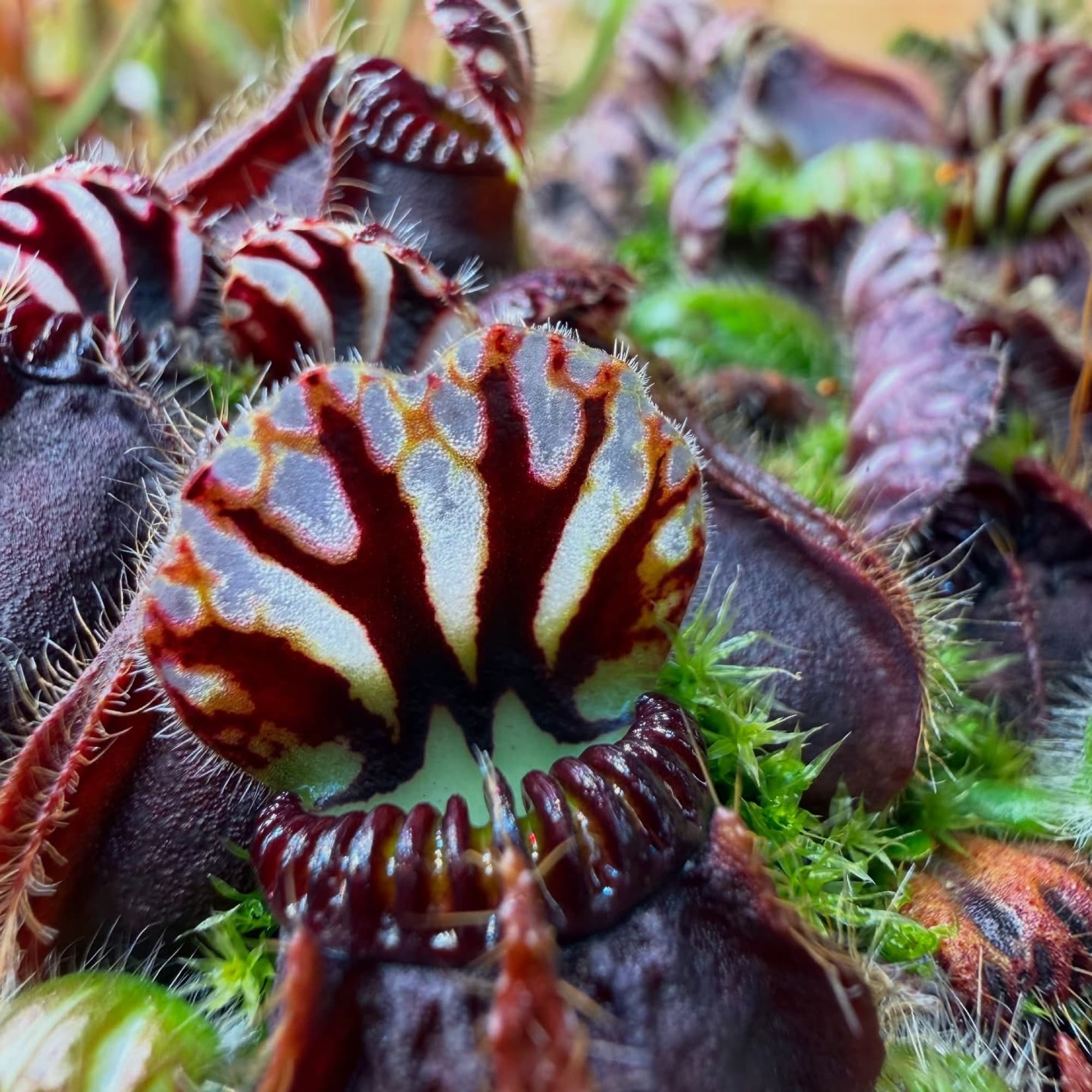 Cephalotus (Albany Pitcher Plant) — photo 3