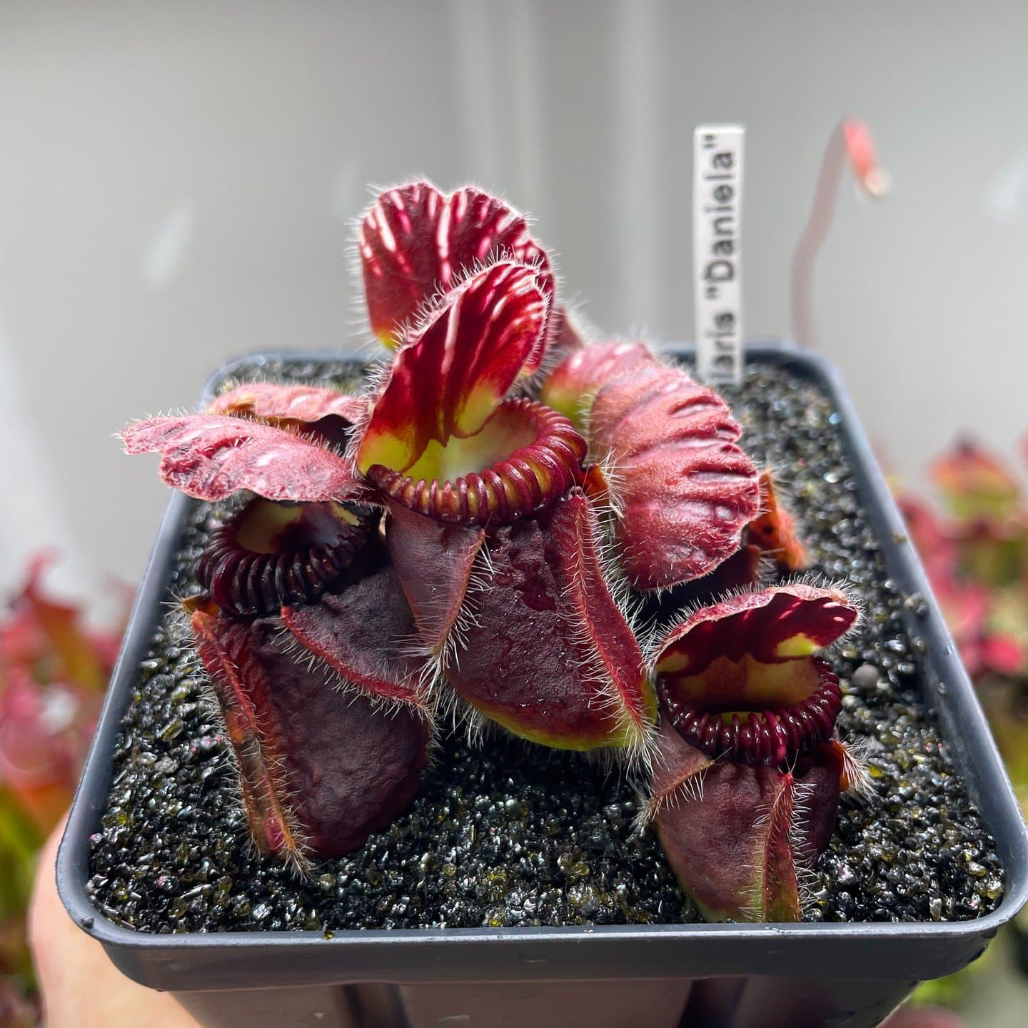 Cephalotus (Albany Pitcher Plant) — photo 4
