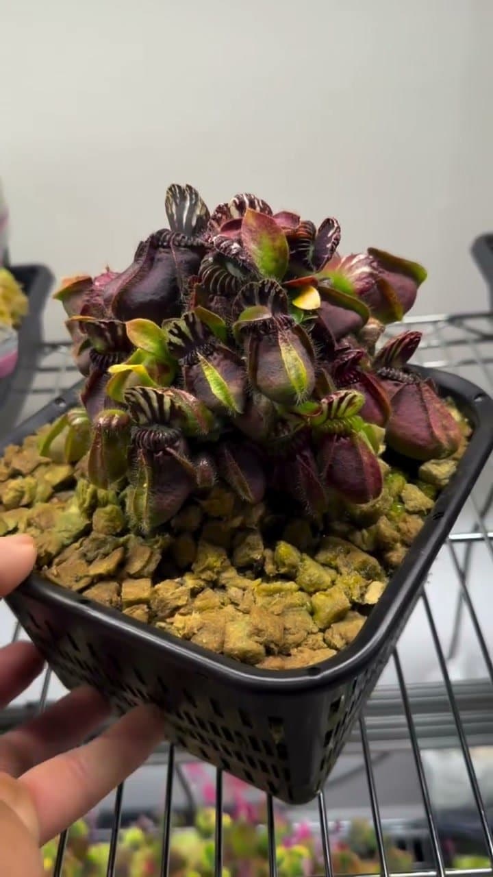 Cephalotus (Albany Pitcher Plant) — photo 5