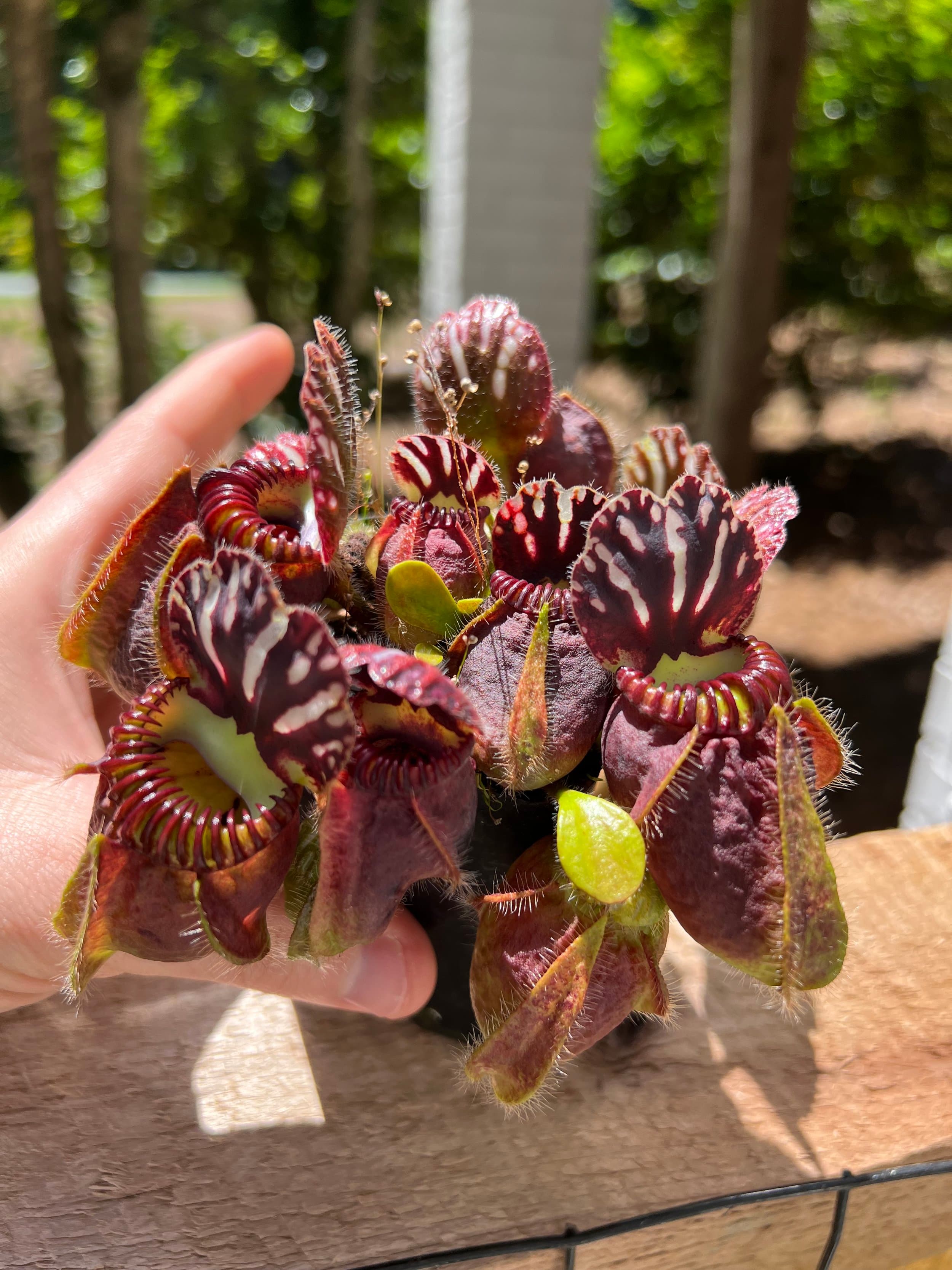 Cephalotus (Albany Pitcher Plant) — photo 6
