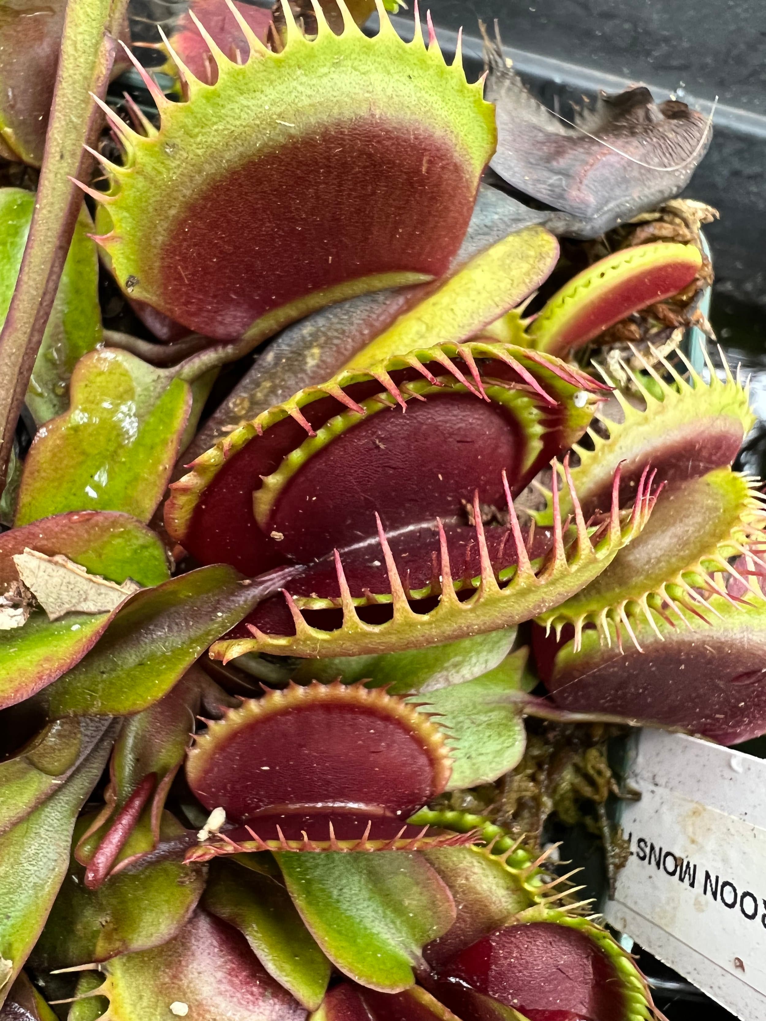 Dionaea (Venus Flytrap) — photo 1