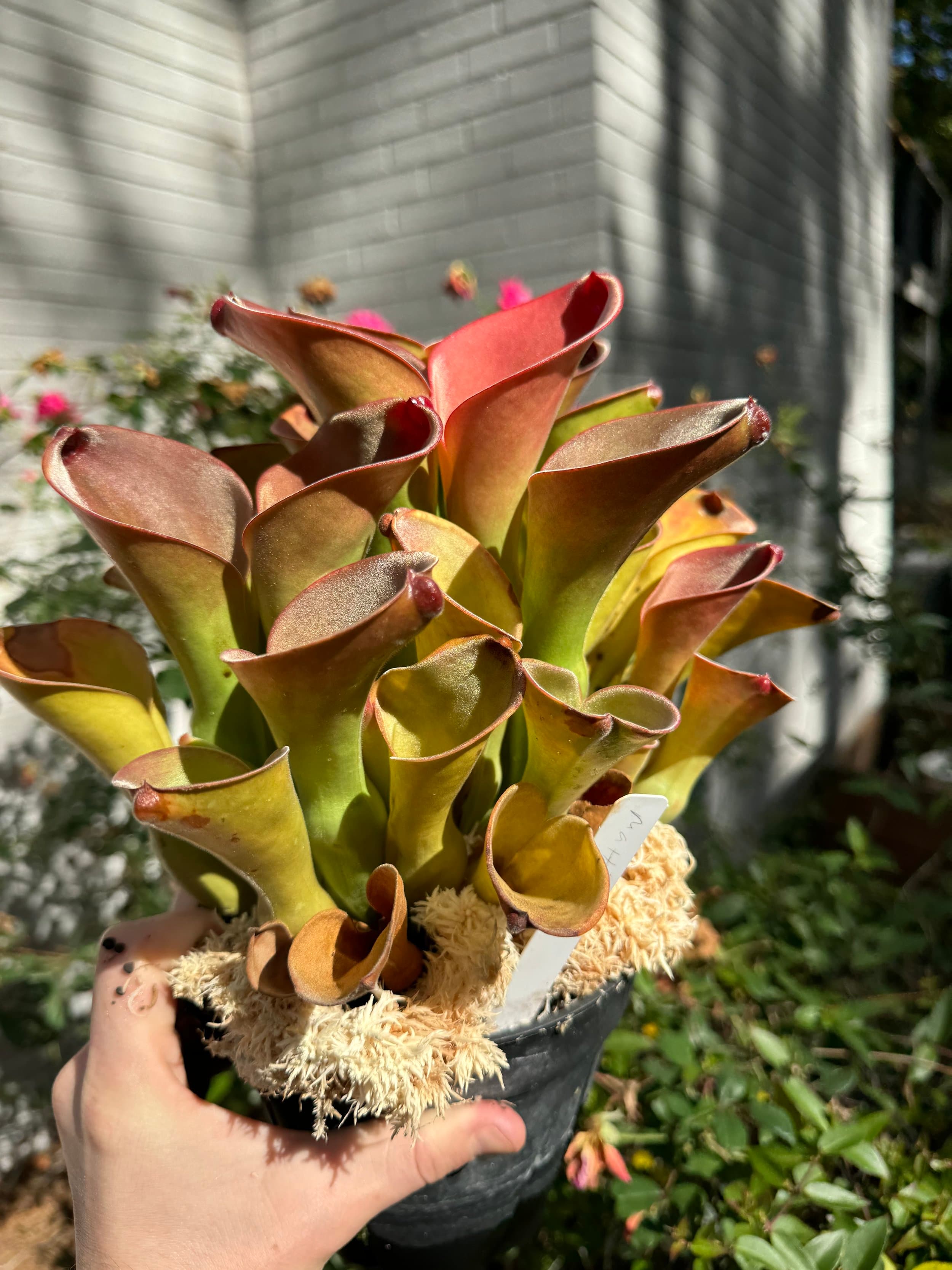 Heliamphora divisions