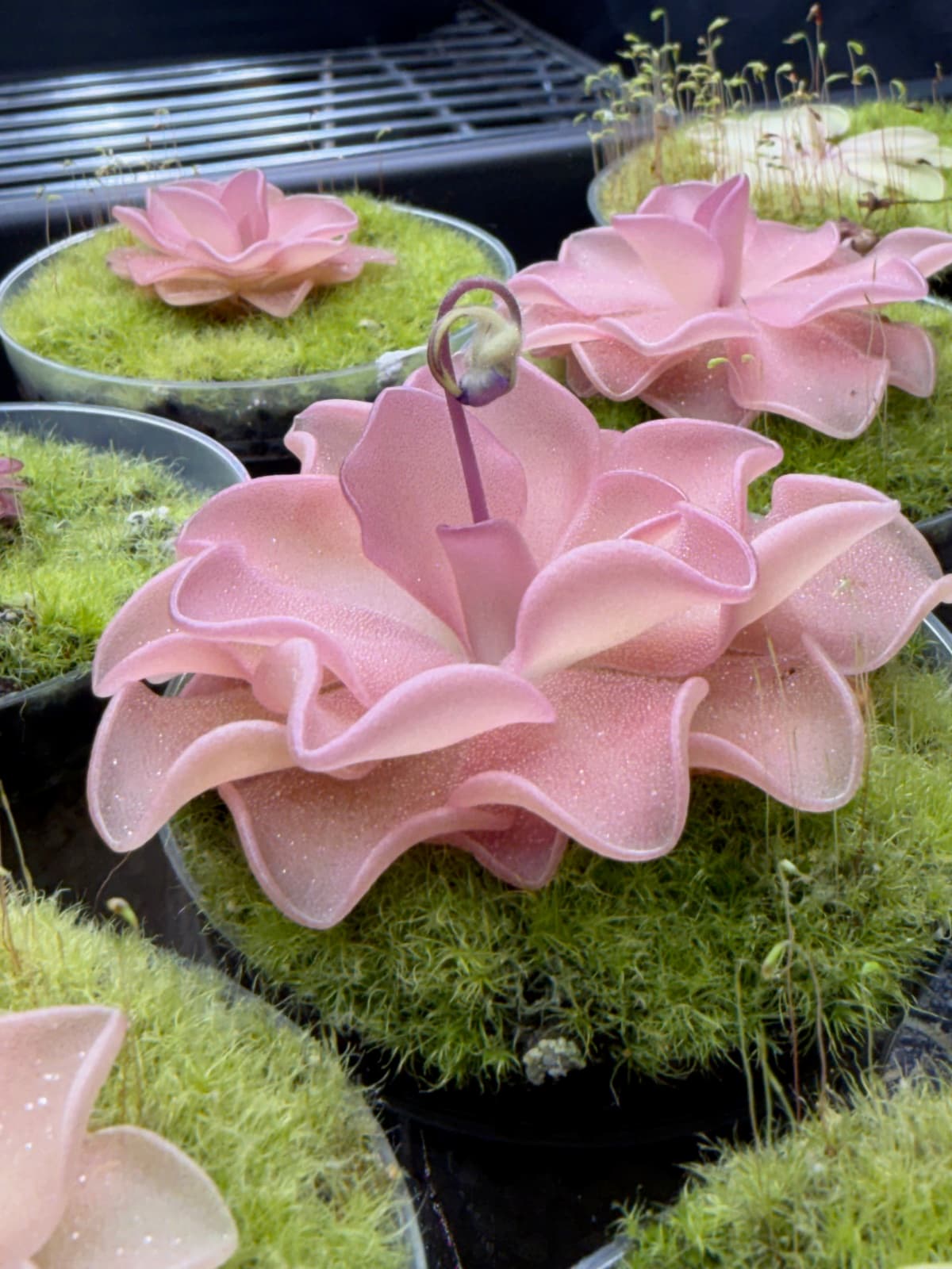 Pinguicula — Mexican Butterwort