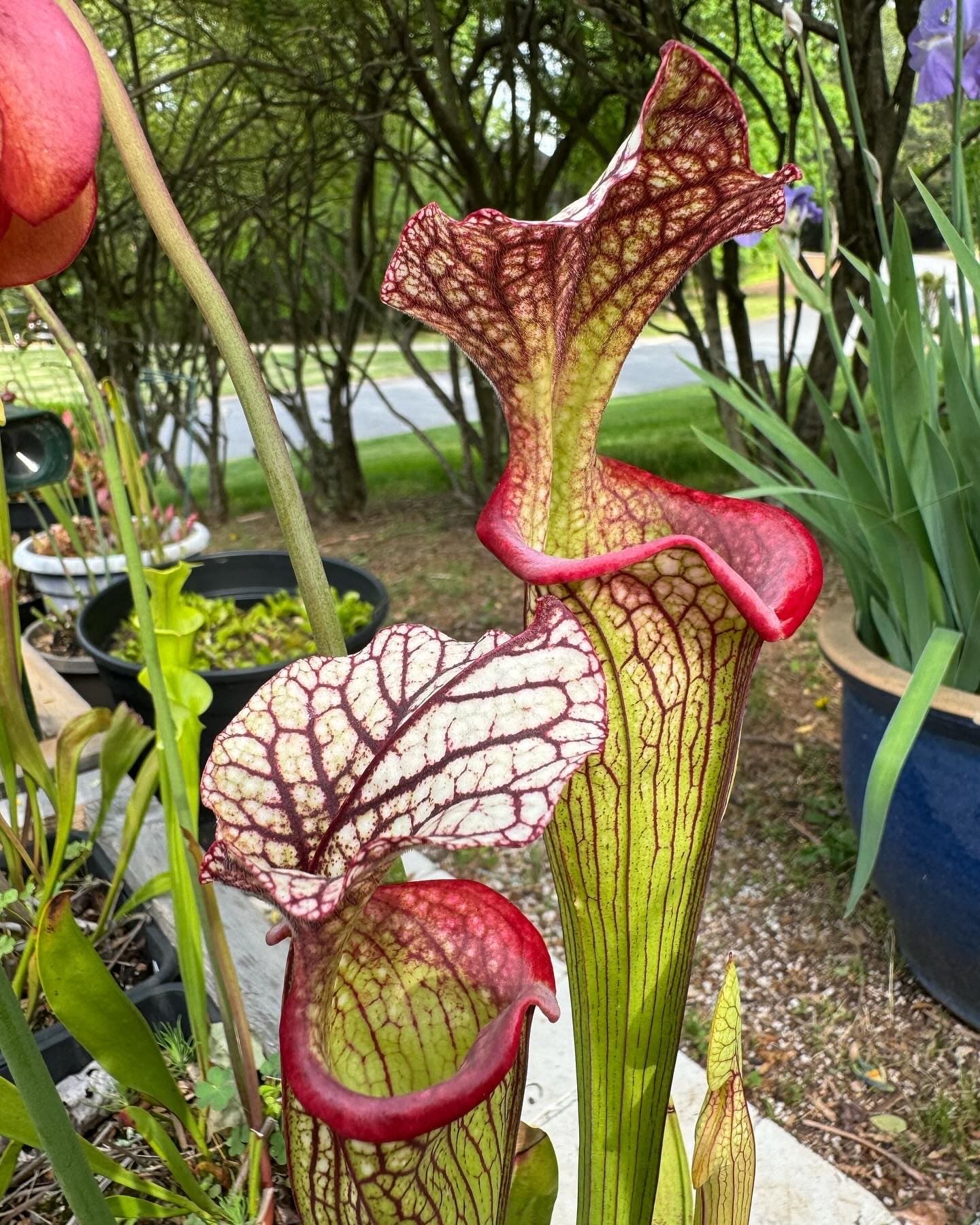 Sarracenia divisions — registered cultivars