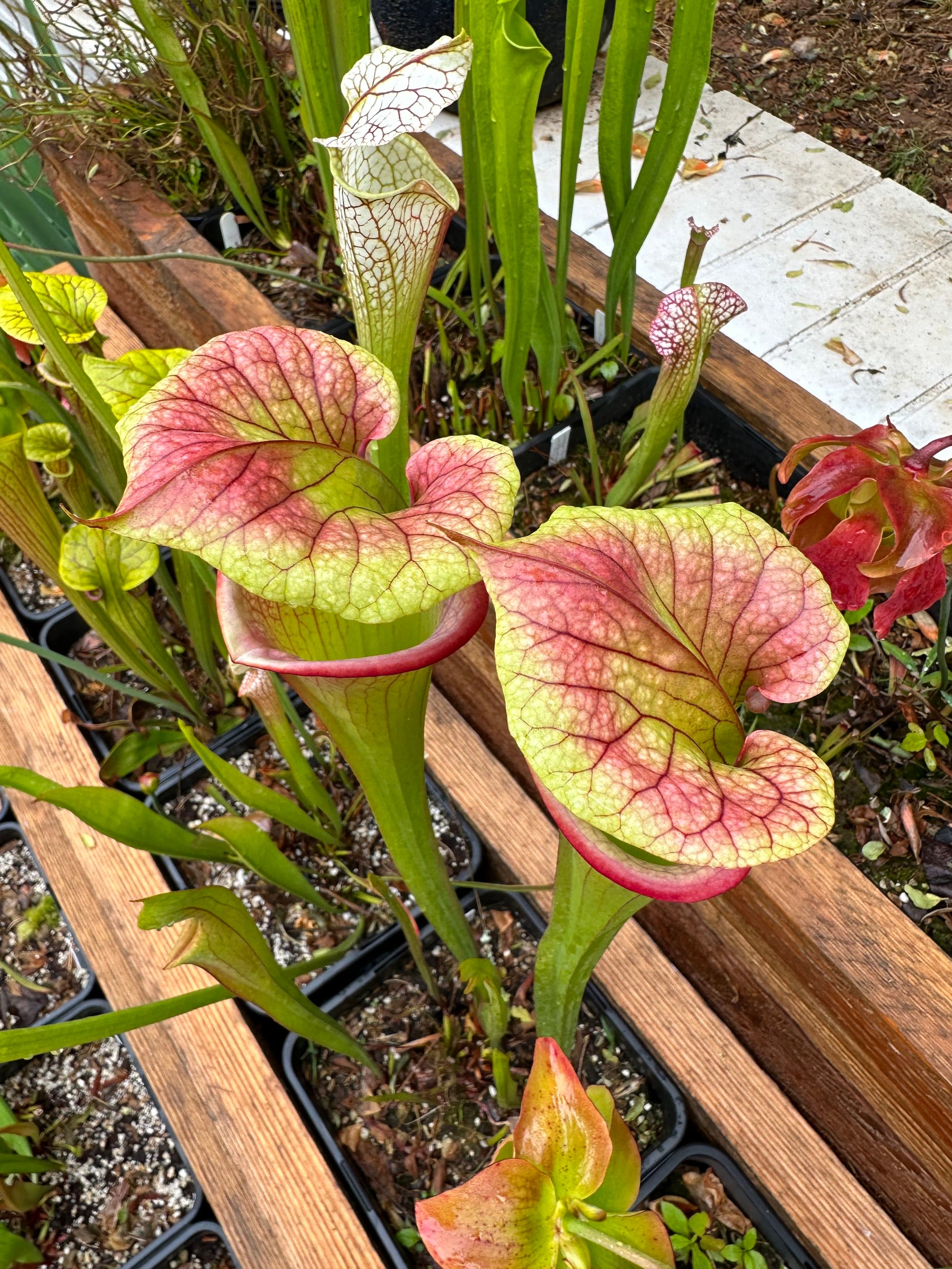 Sarracenia — North American Pitcher Plant