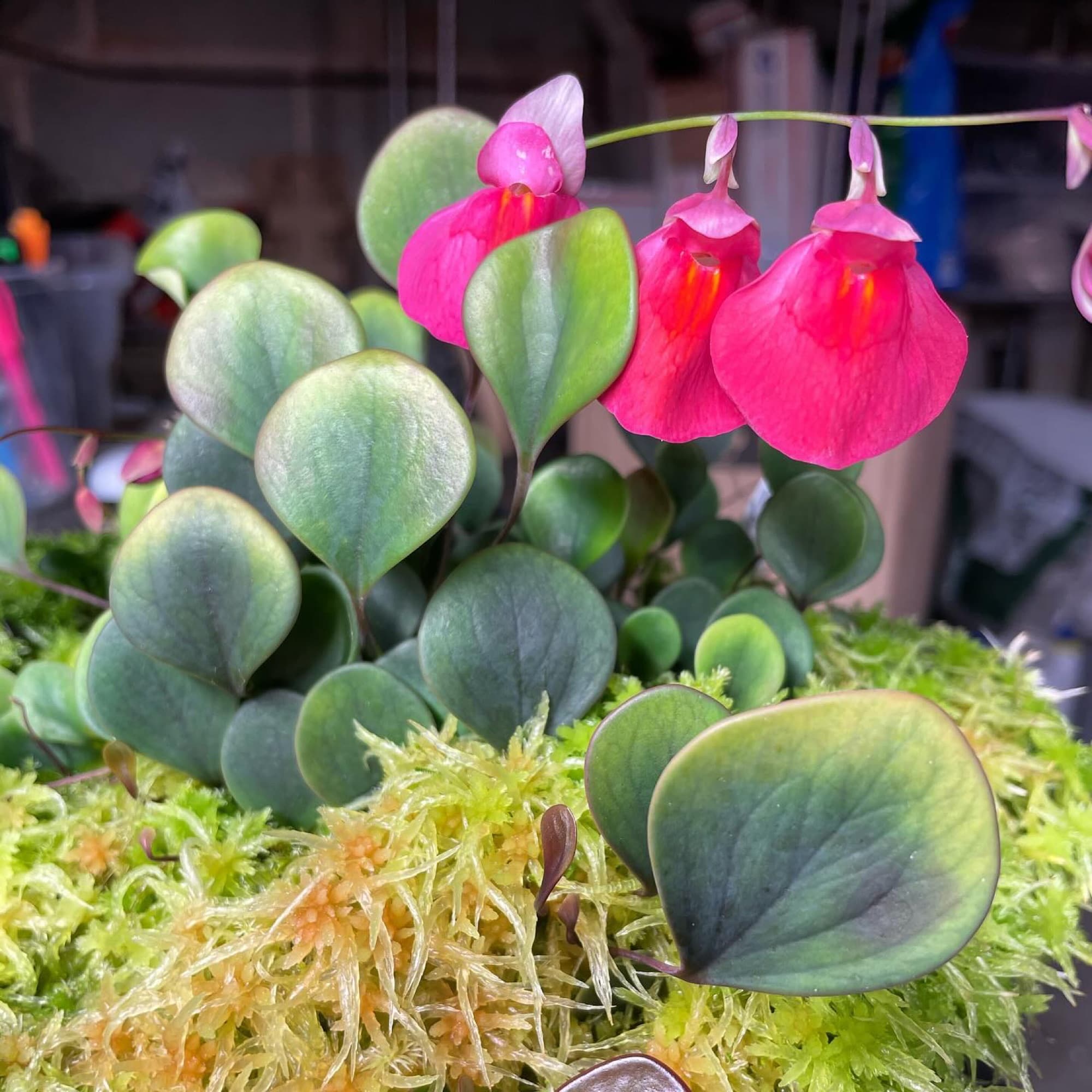 Utricularia — Bladderwort