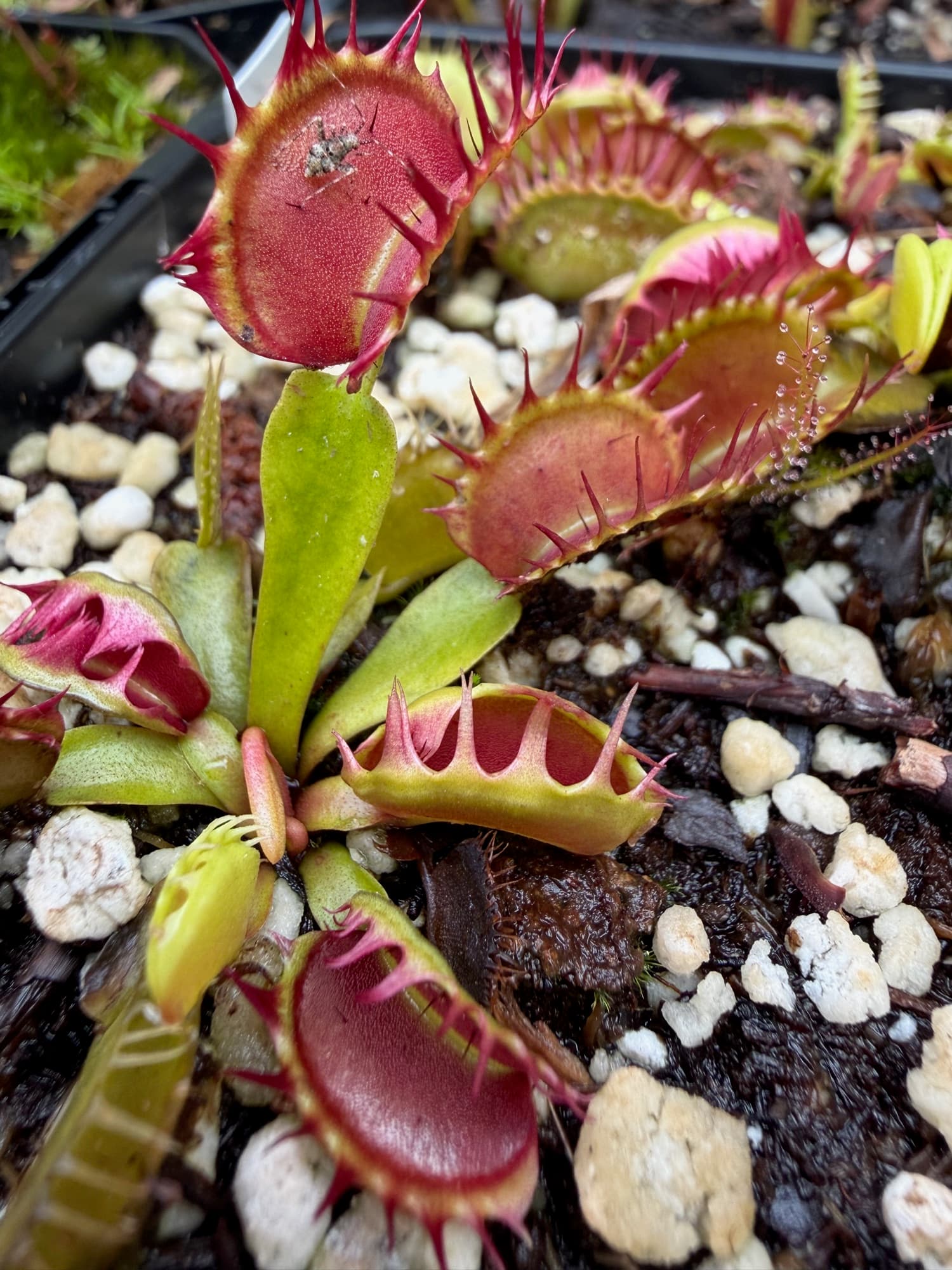 Dionaea (Venus Flytrap) — photo 1
