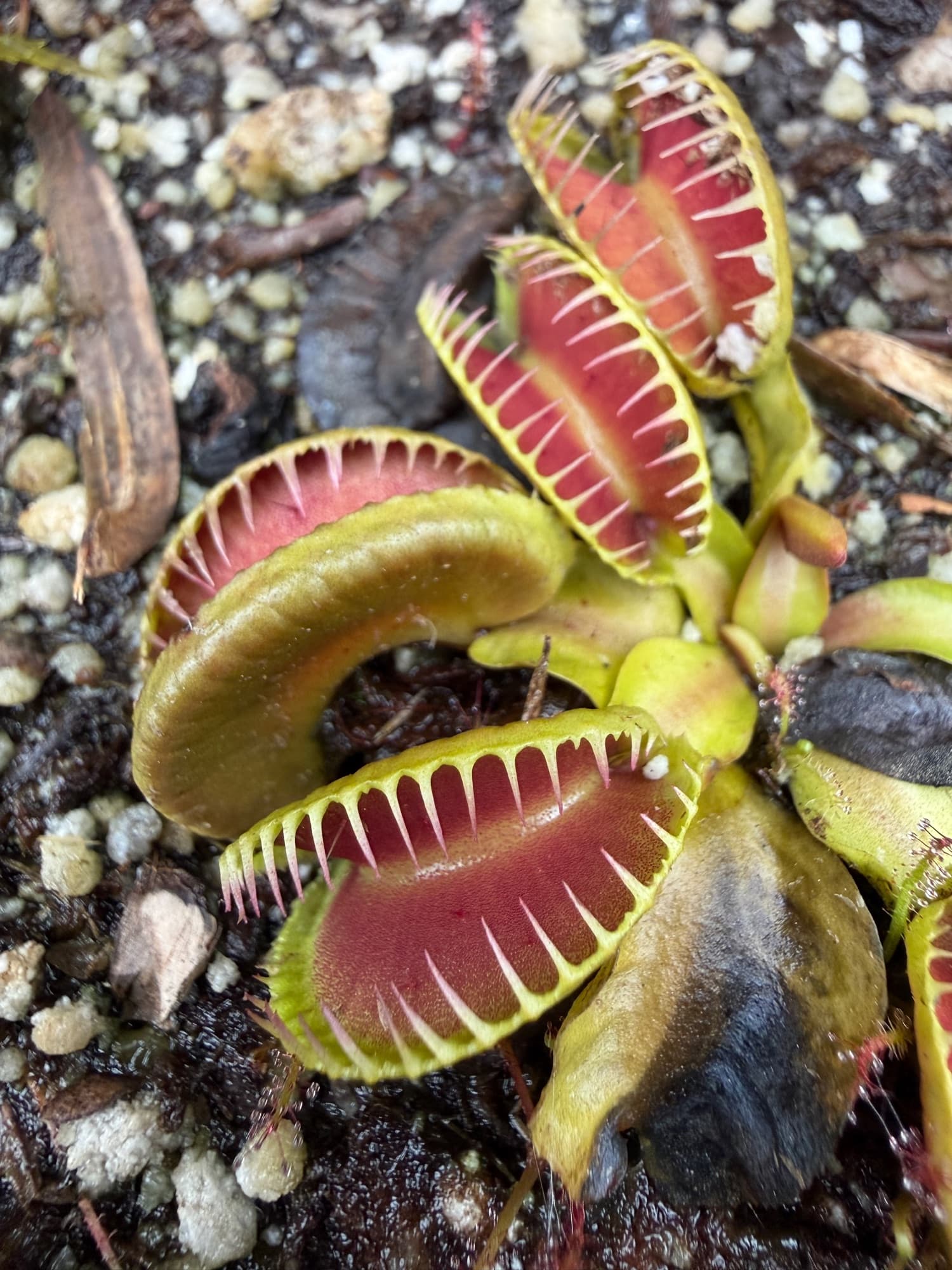 Dionaea (Venus Flytrap) — photo 2