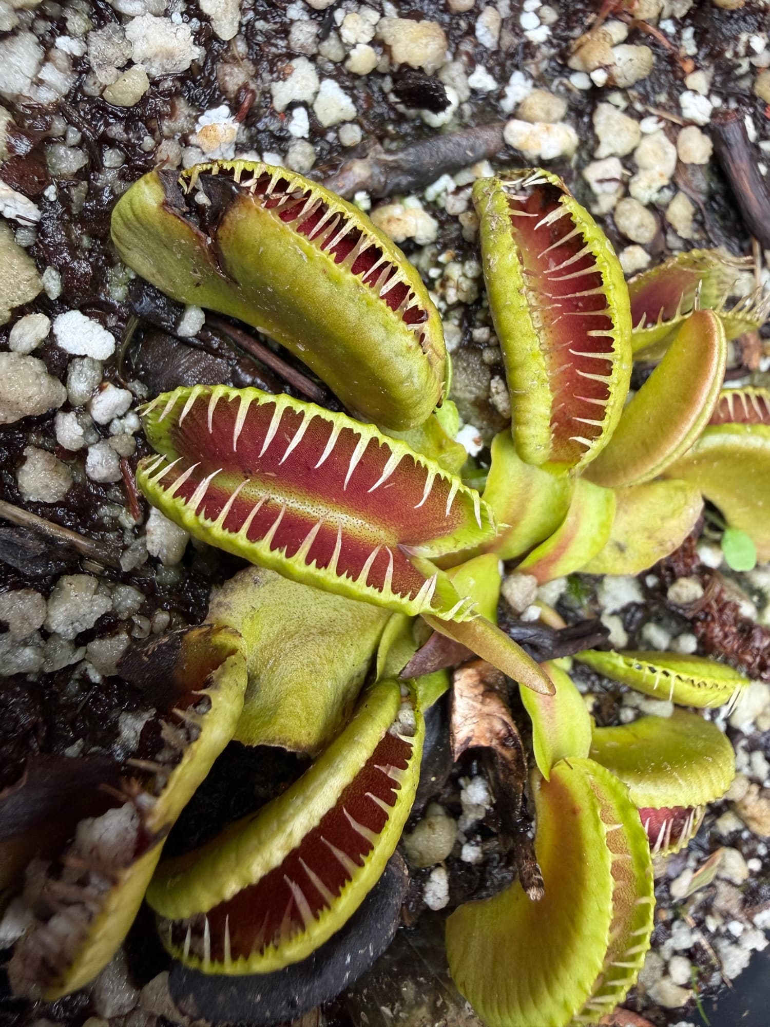 Dionaea (Venus Flytrap) — photo 3