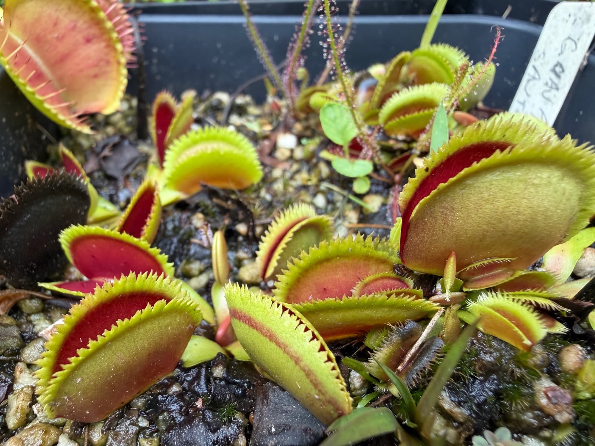 Dionaea (Venus Flytrap) — photo 4