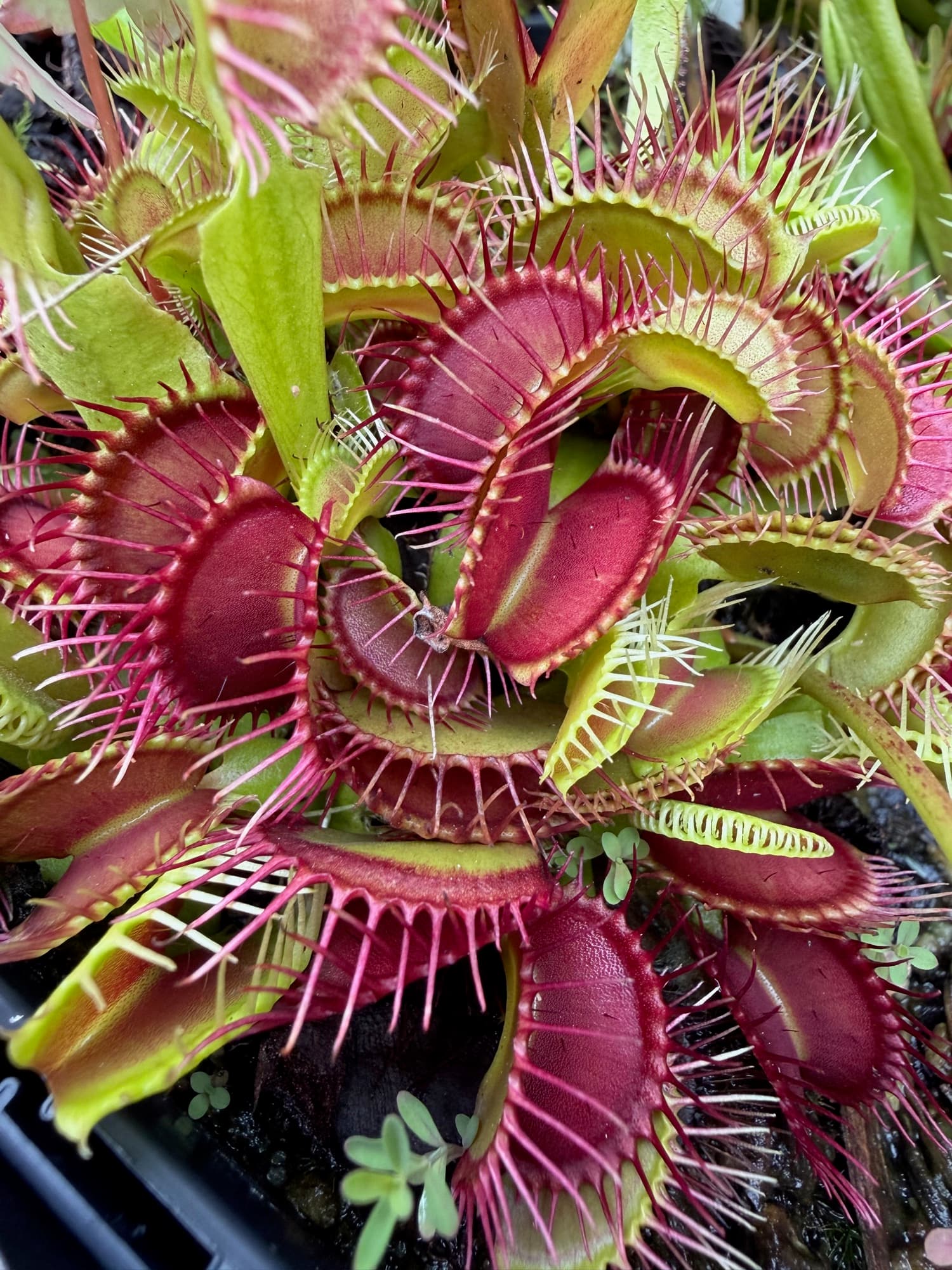 Dionaea (Venus Flytrap) — photo 5