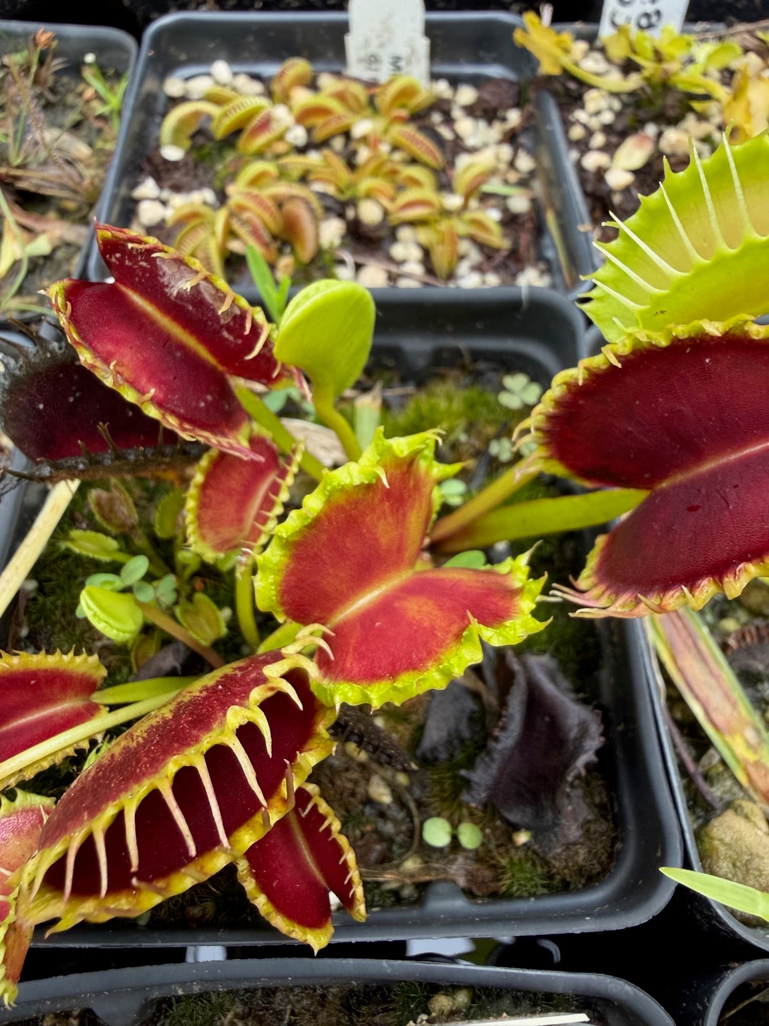 Dionaea (Venus Flytrap) — photo 6