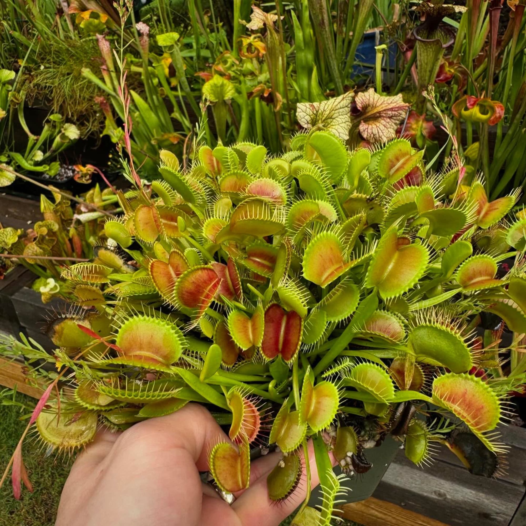 Dionaea (Venus Flytrap) — photo 7