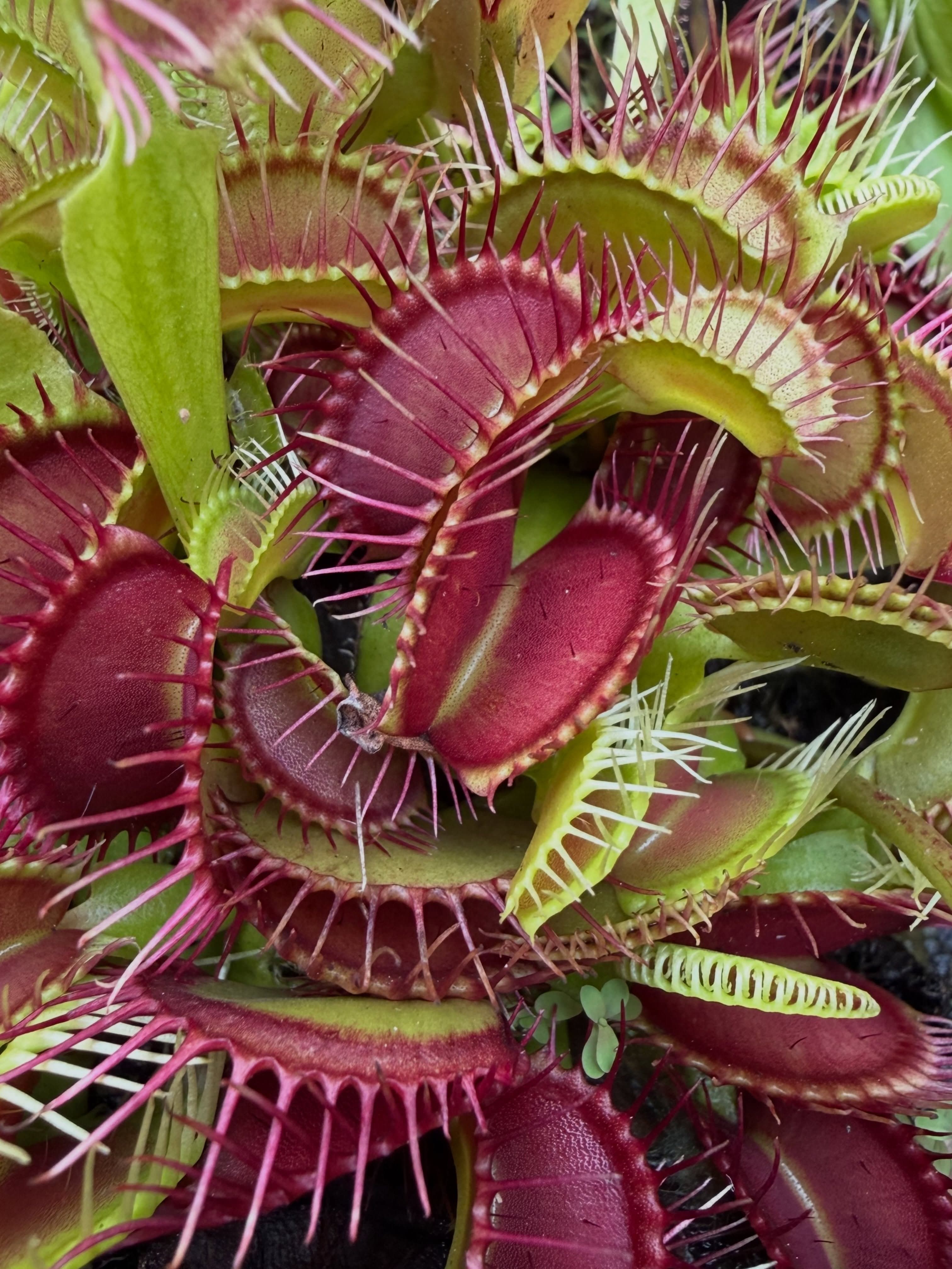 Dionaea (Venus Flytrap) — photo 8