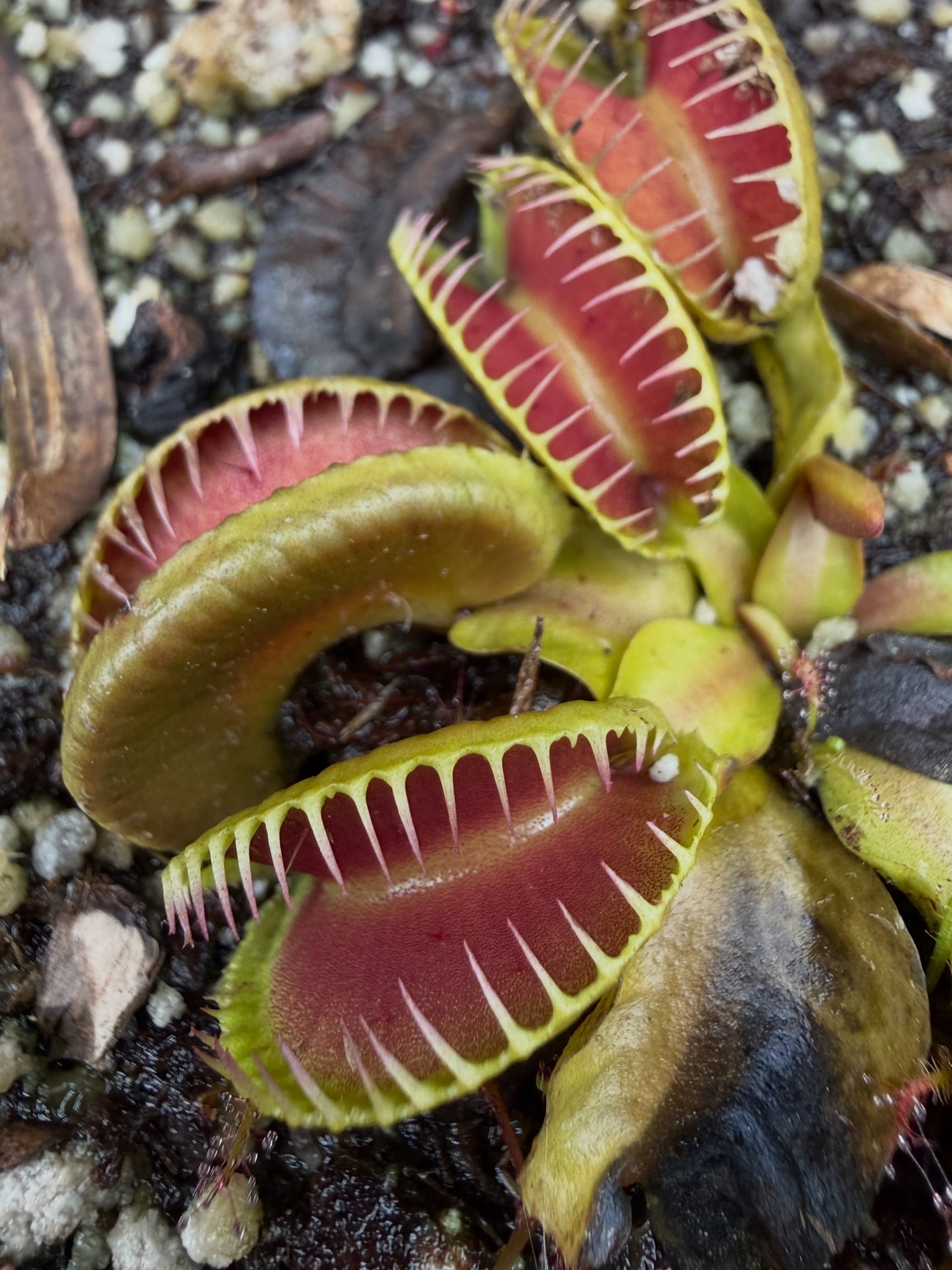 Dionaea (Venus Flytrap) — photo 9
