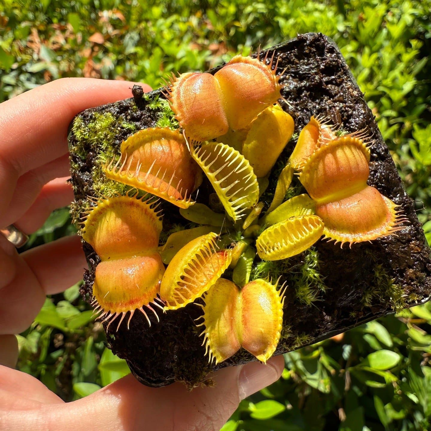 Dionaea (Venus Flytrap) — photo 10