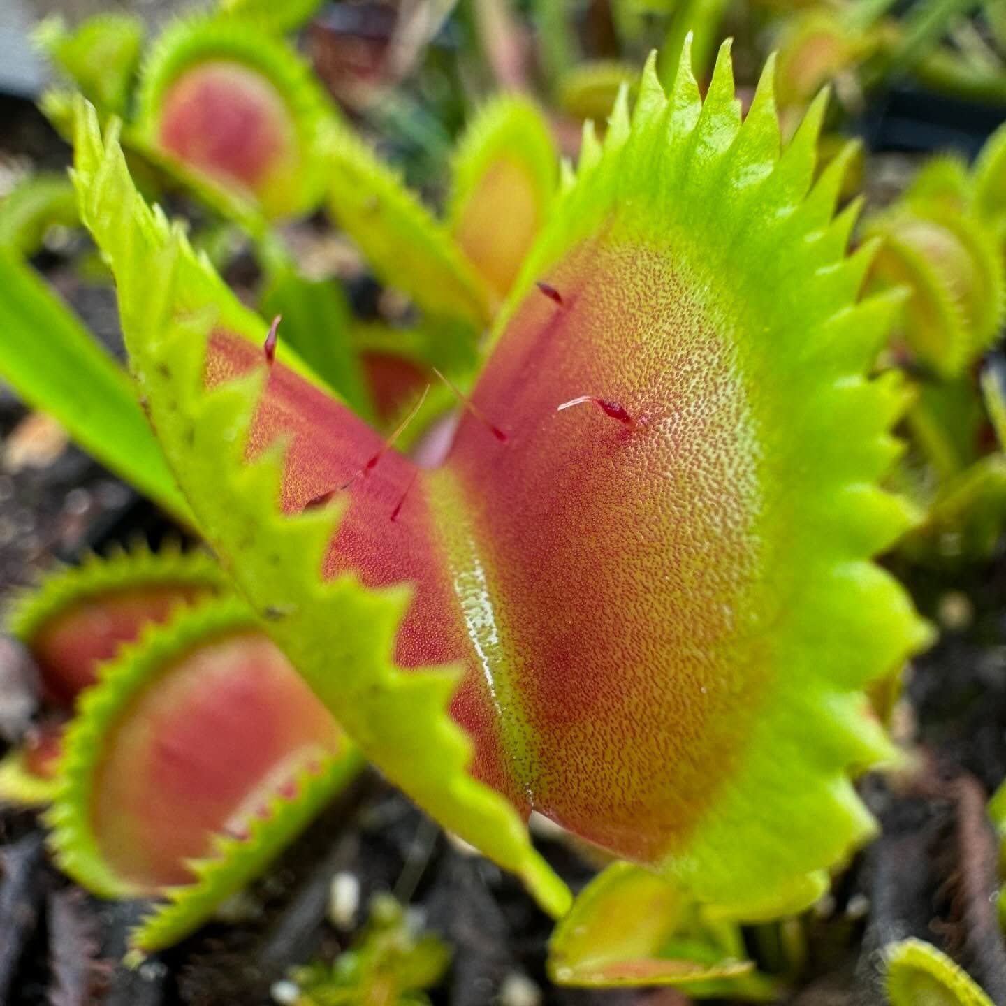 Dionaea (Venus Flytrap) — photo 11