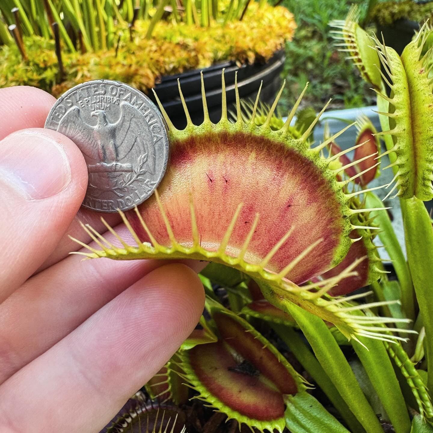 Dionaea (Venus Flytrap) — photo 12