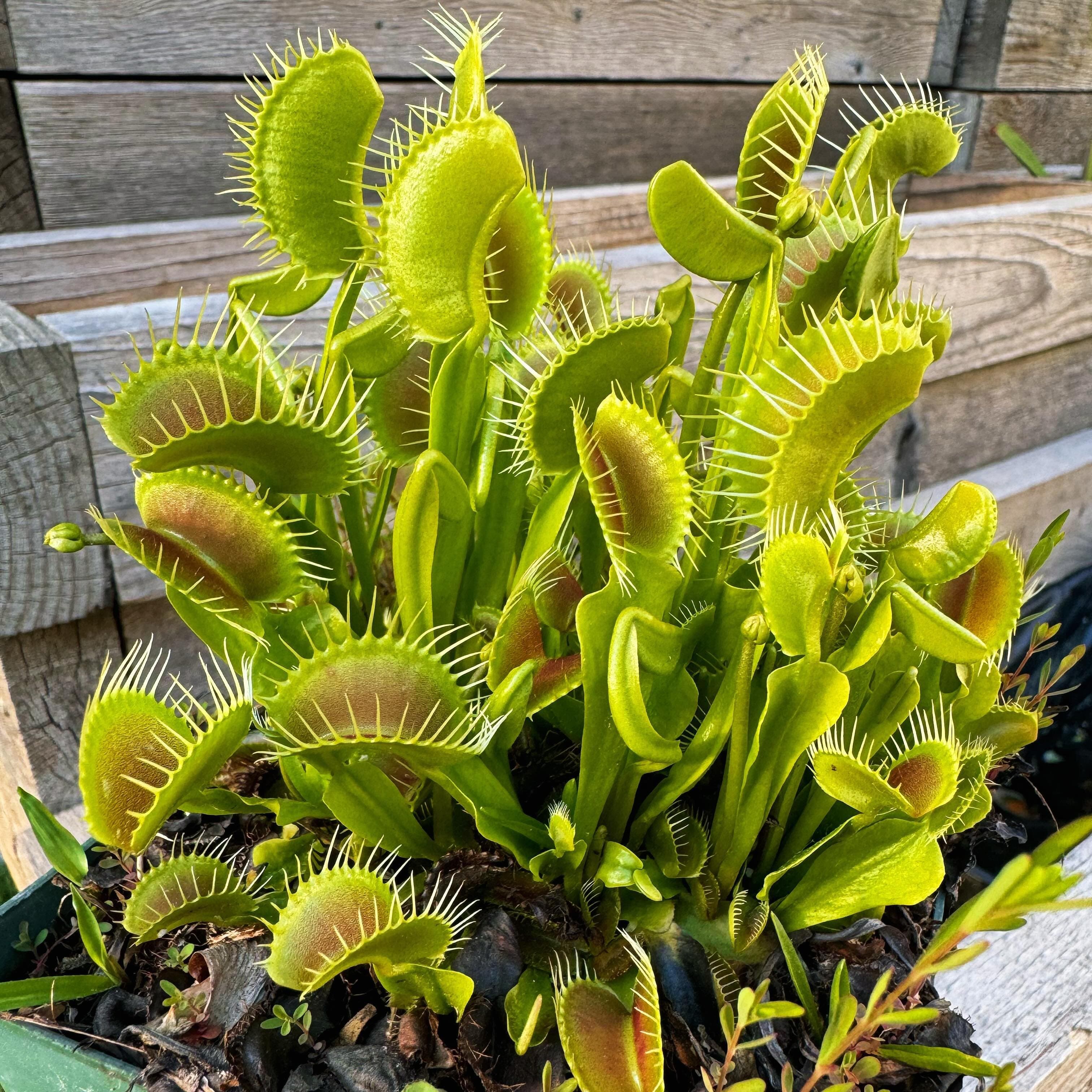 Dionaea (Venus Flytrap) — photo 14