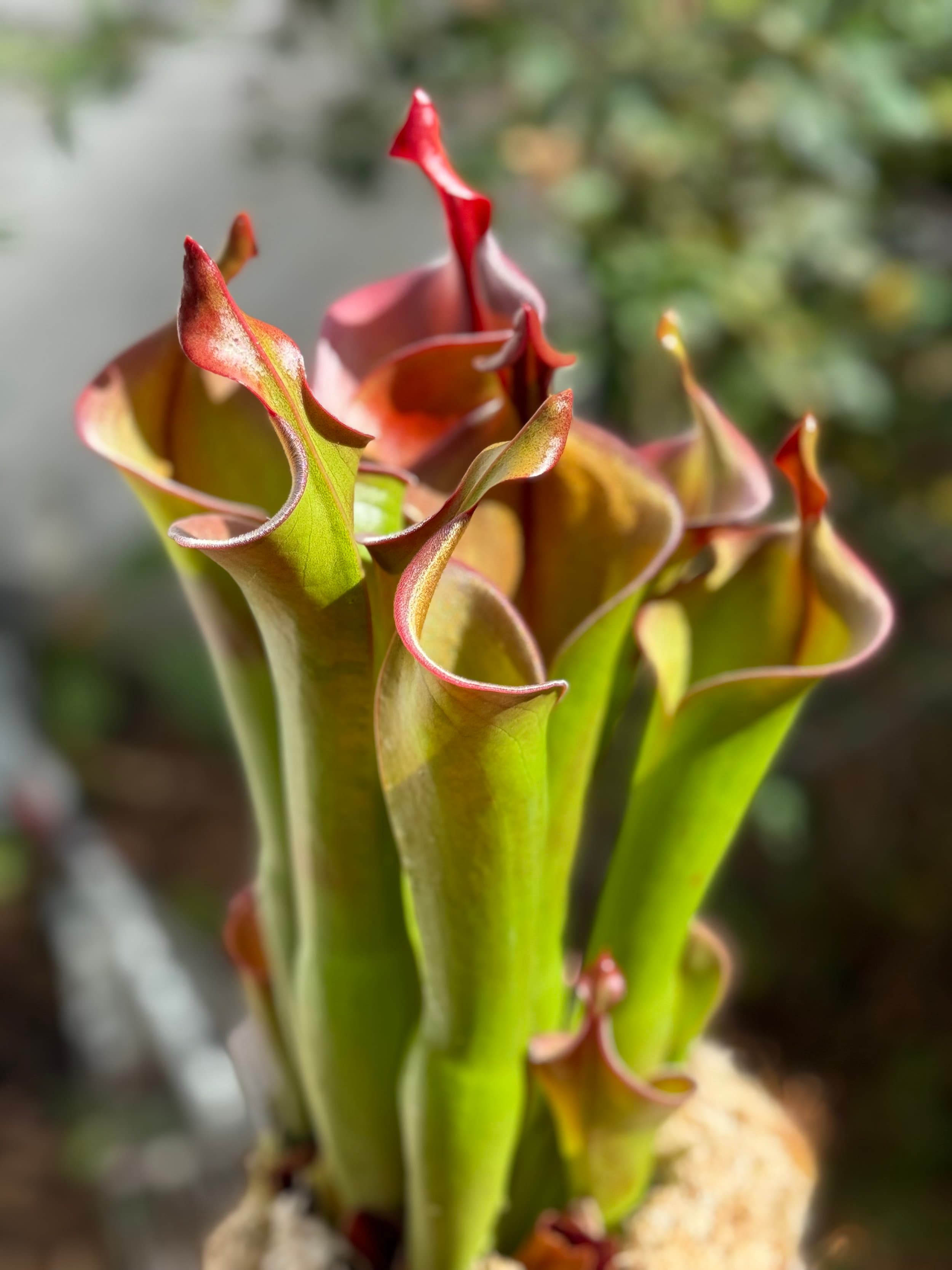 Heliamphora (Sun Pitcher Plant) — photo 2
