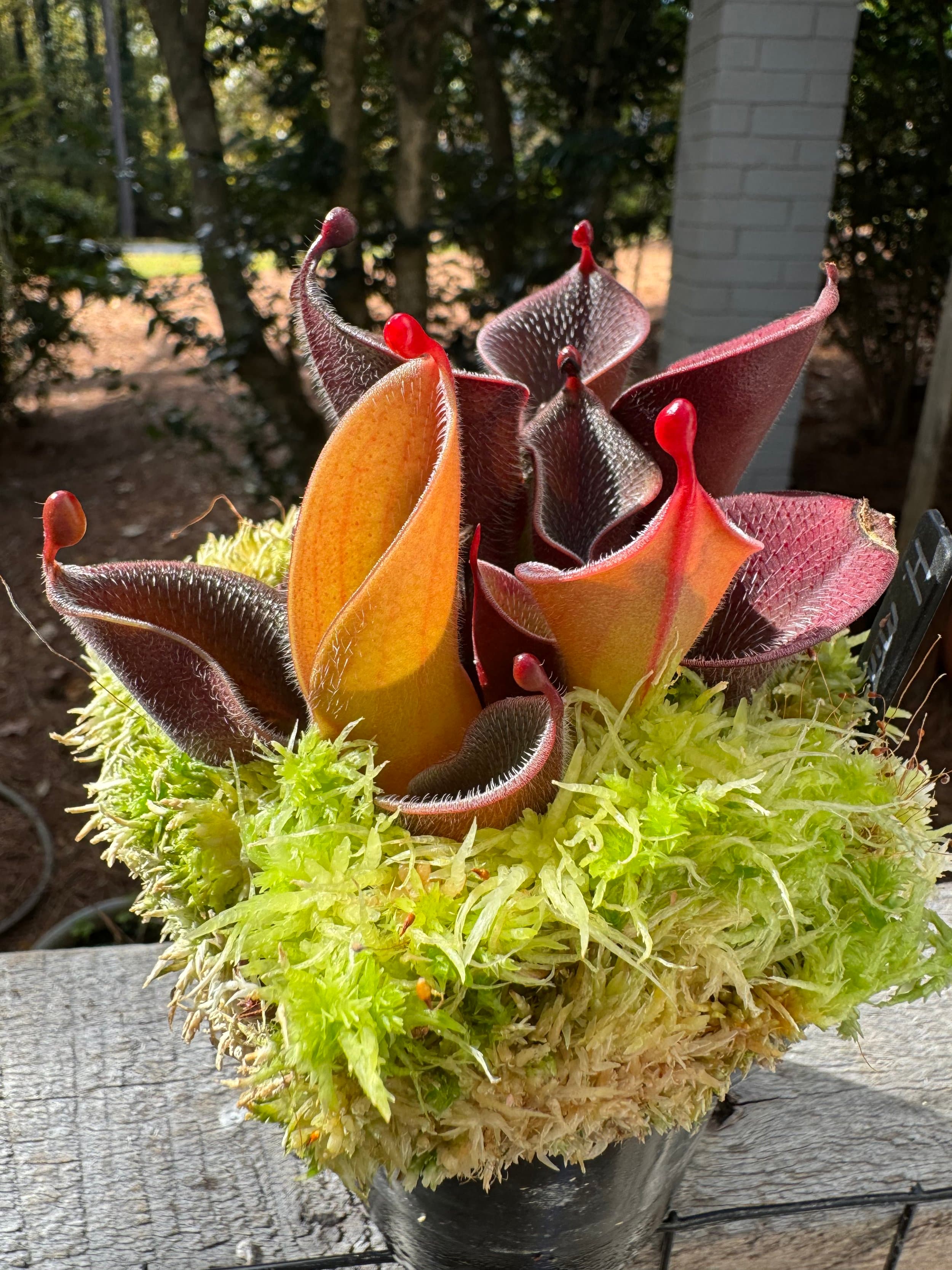Heliamphora (Sun Pitcher Plant) — photo 3