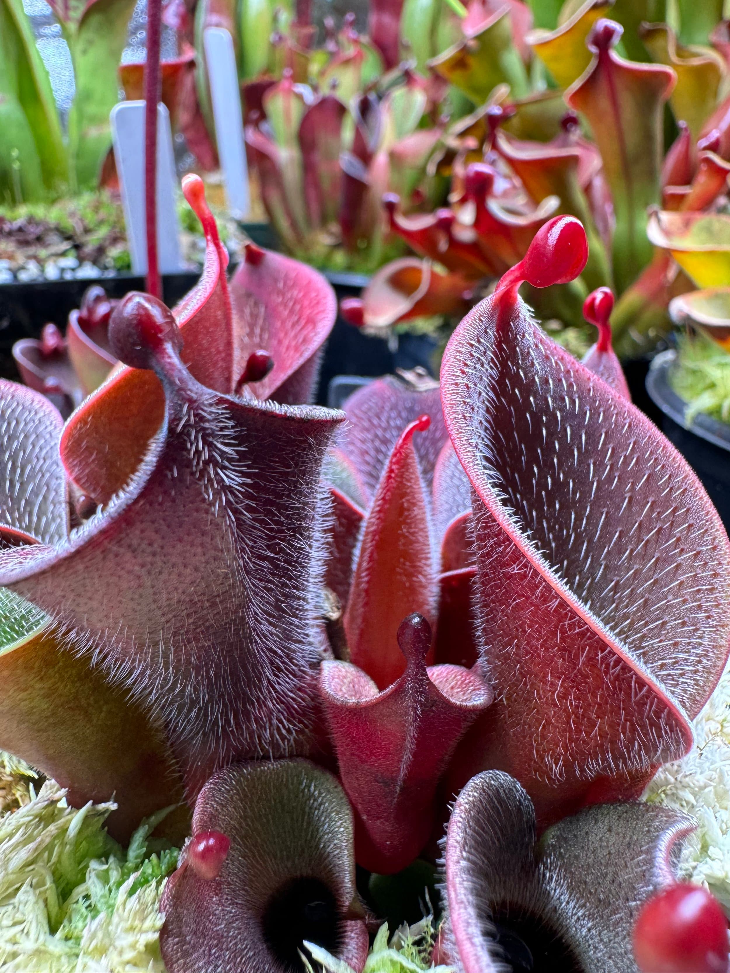 Heliamphora (Sun Pitcher Plant) — photo 4