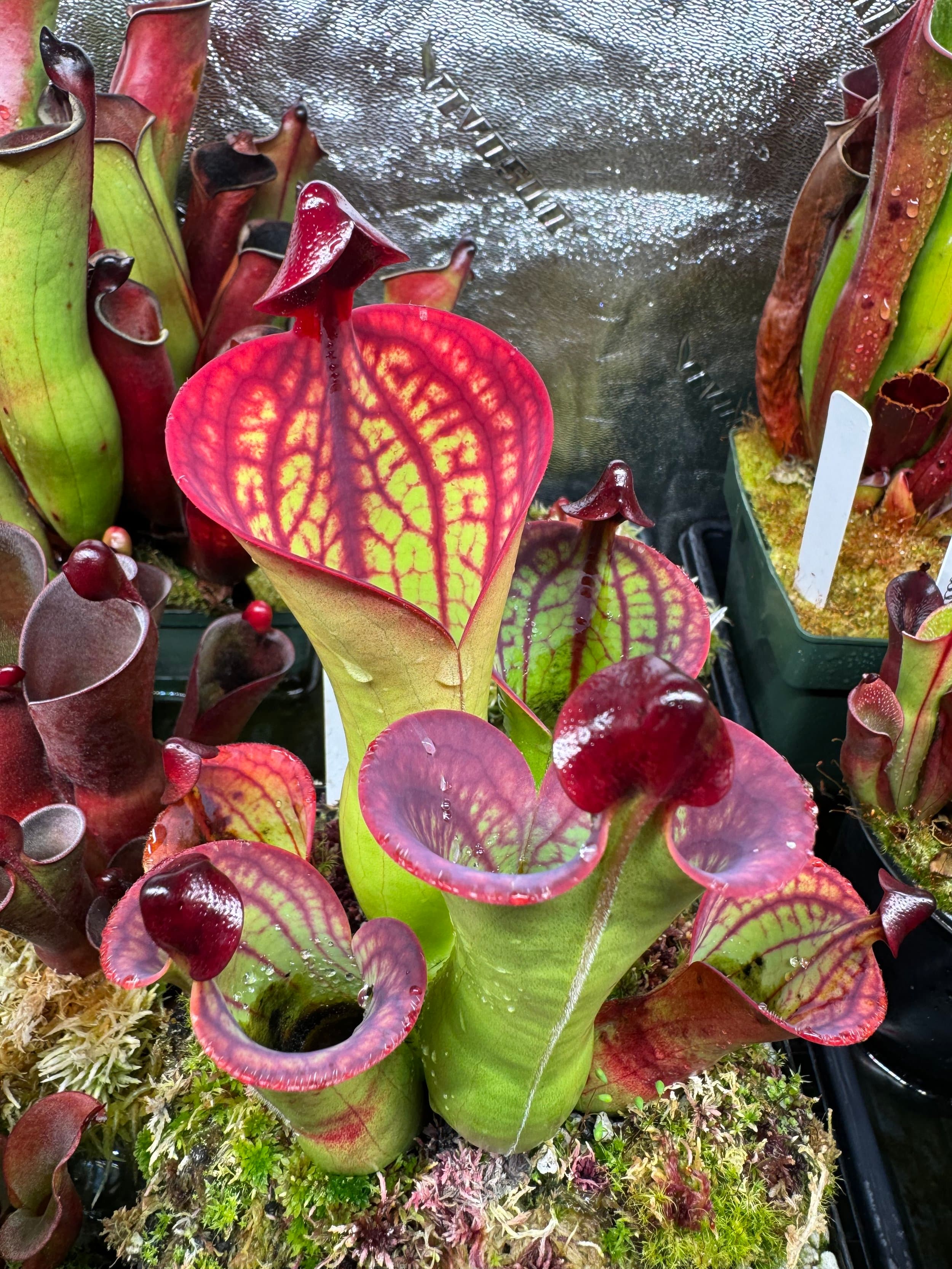 Heliamphora (Sun Pitcher Plant) — photo 5