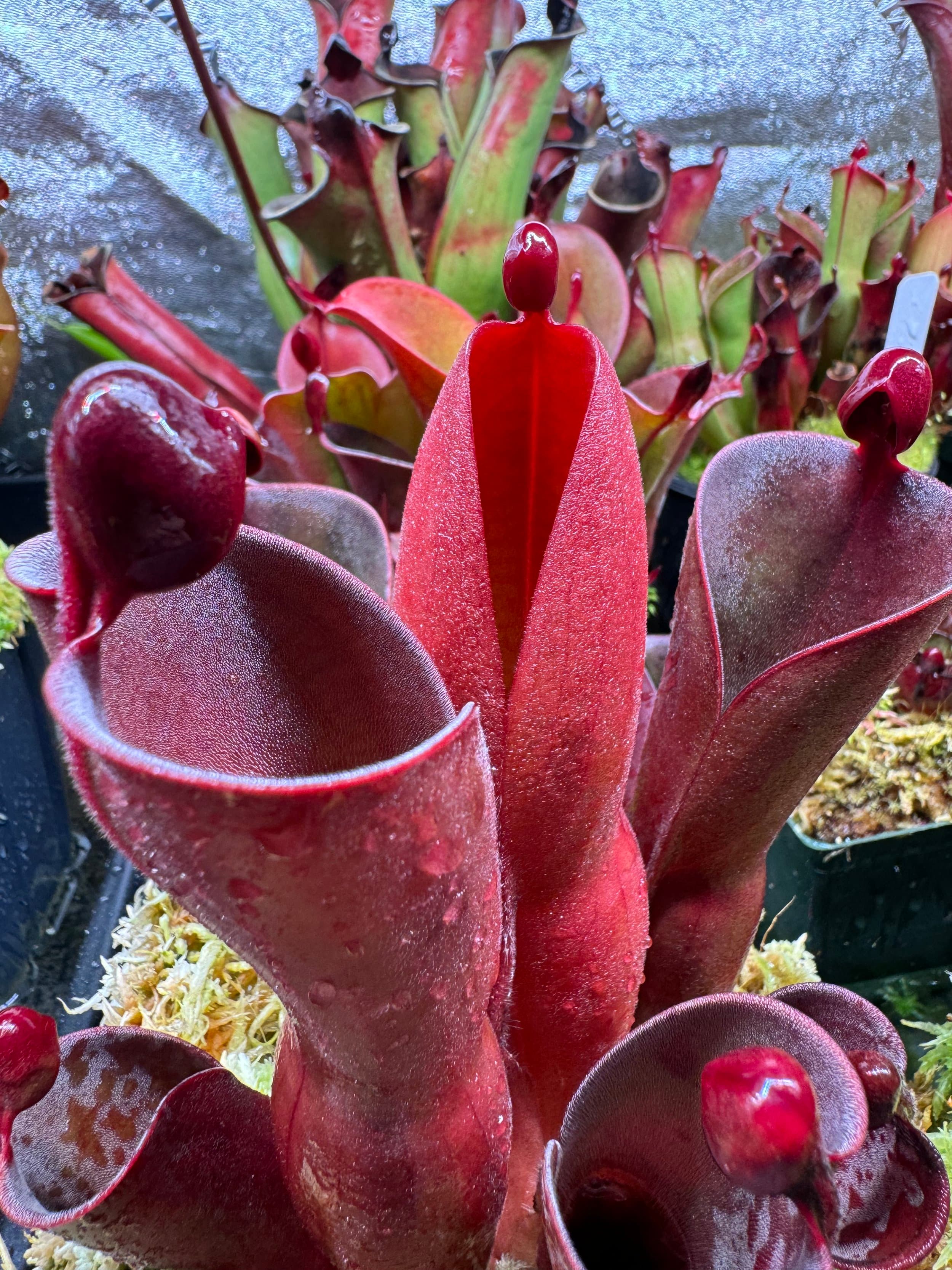 Heliamphora (Sun Pitcher Plant) — photo 6