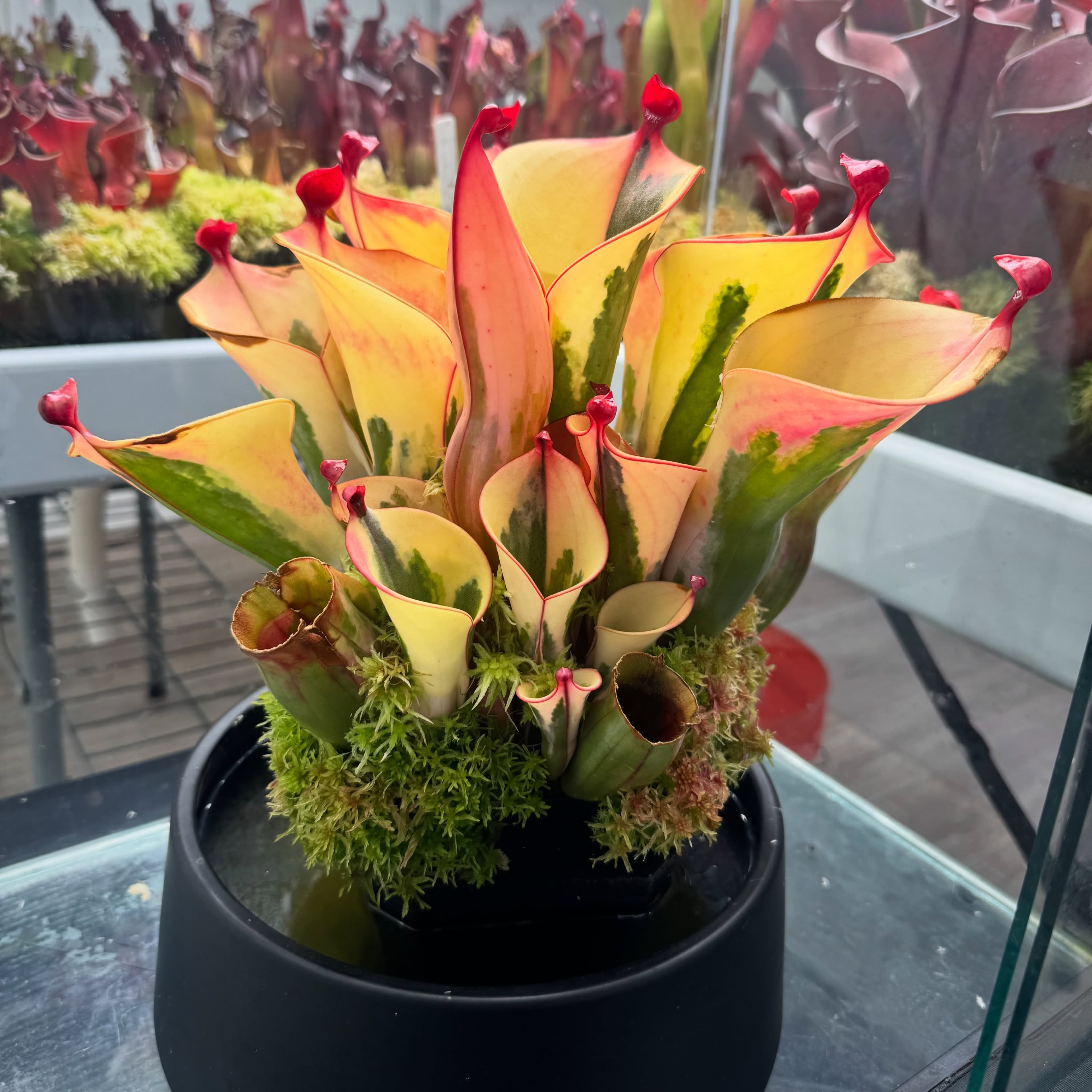 Heliamphora (Sun Pitcher Plant) — photo 7