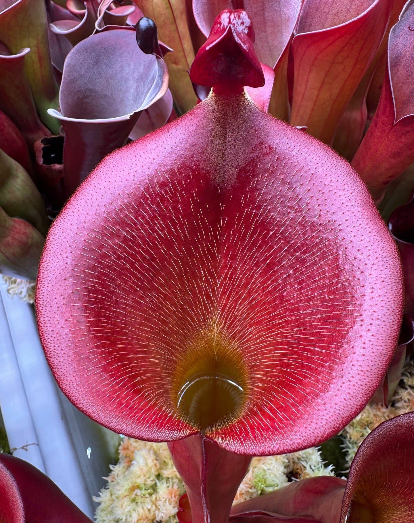 Heliamphora (Sun Pitcher Plant) — photo 8