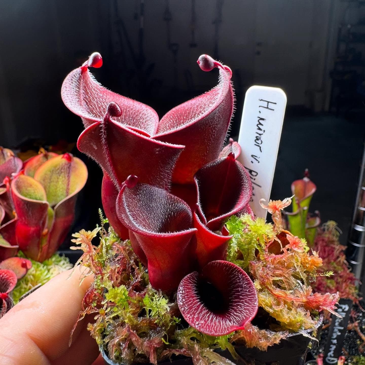 Heliamphora (Sun Pitcher Plant) — photo 9