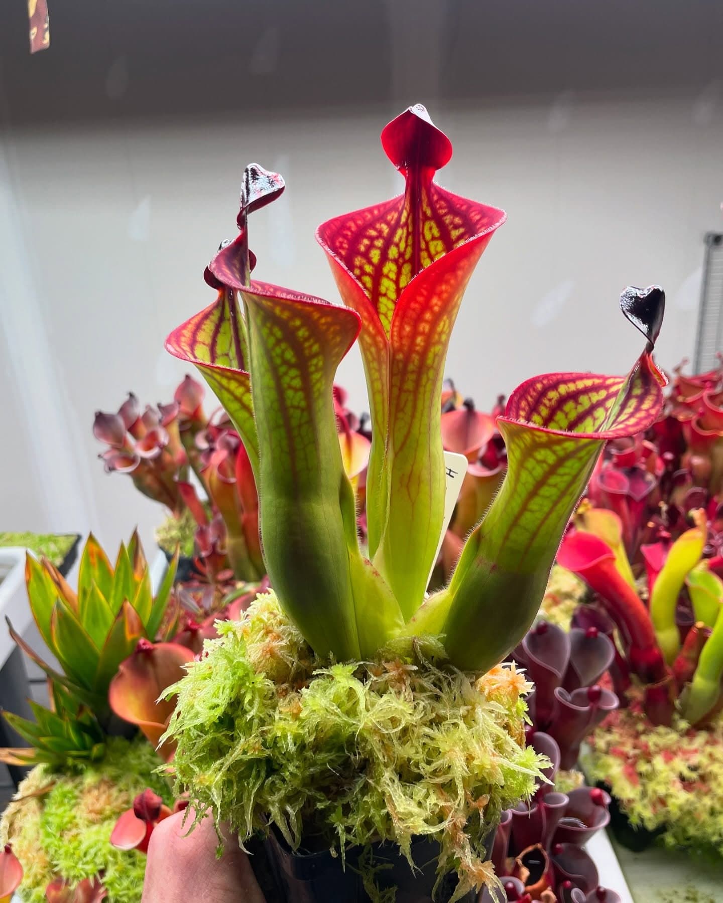 Heliamphora (Sun Pitcher Plant) — photo 10