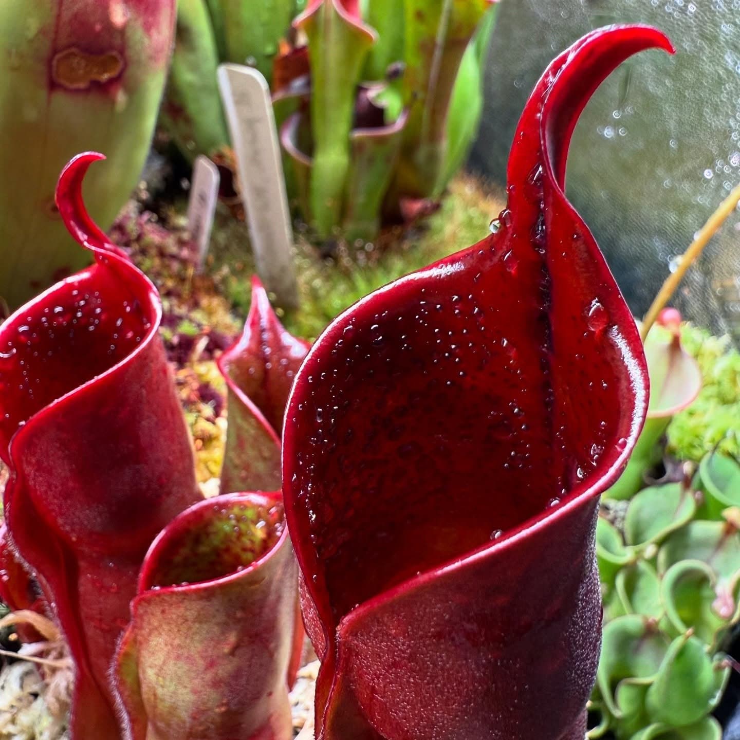 Heliamphora (Sun Pitcher Plant) — photo 11