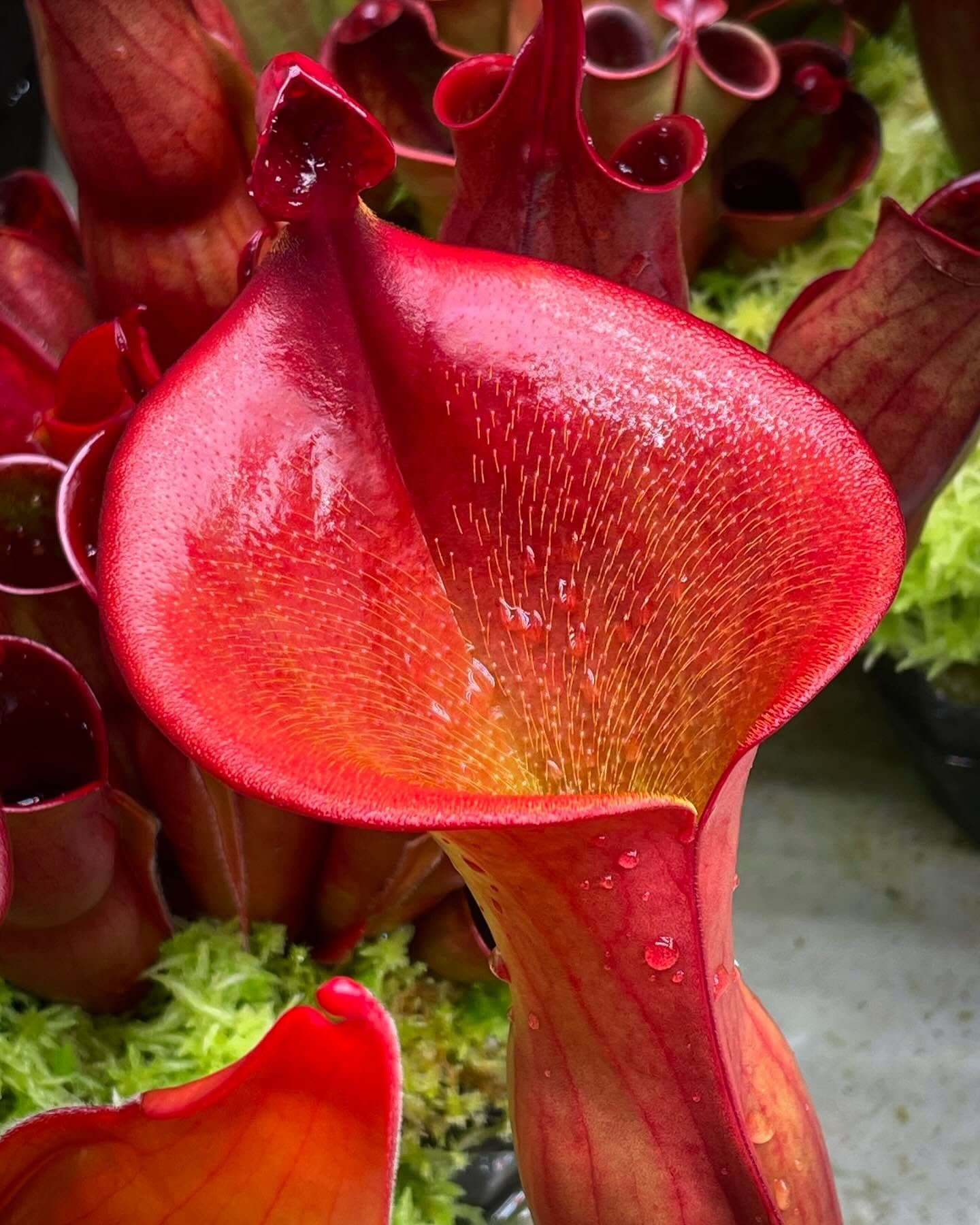 Heliamphora (Sun Pitcher Plant) — photo 12