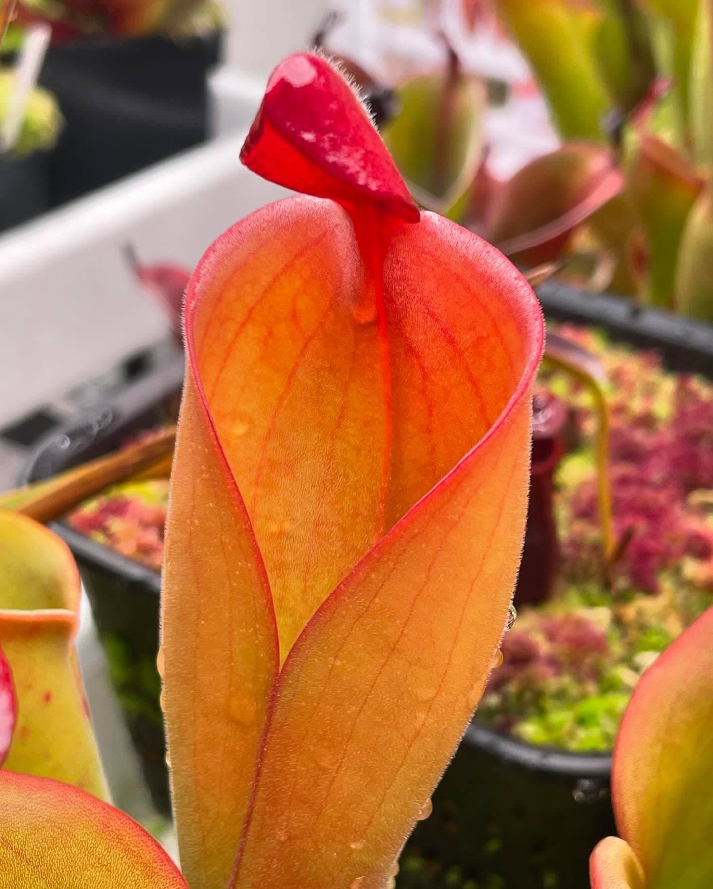 Heliamphora (Sun Pitcher Plant) — photo 13