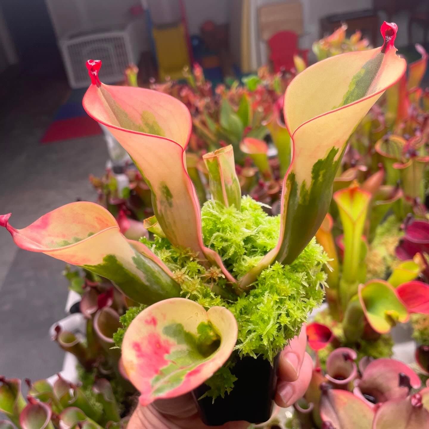 Heliamphora (Sun Pitcher Plant) — photo 14