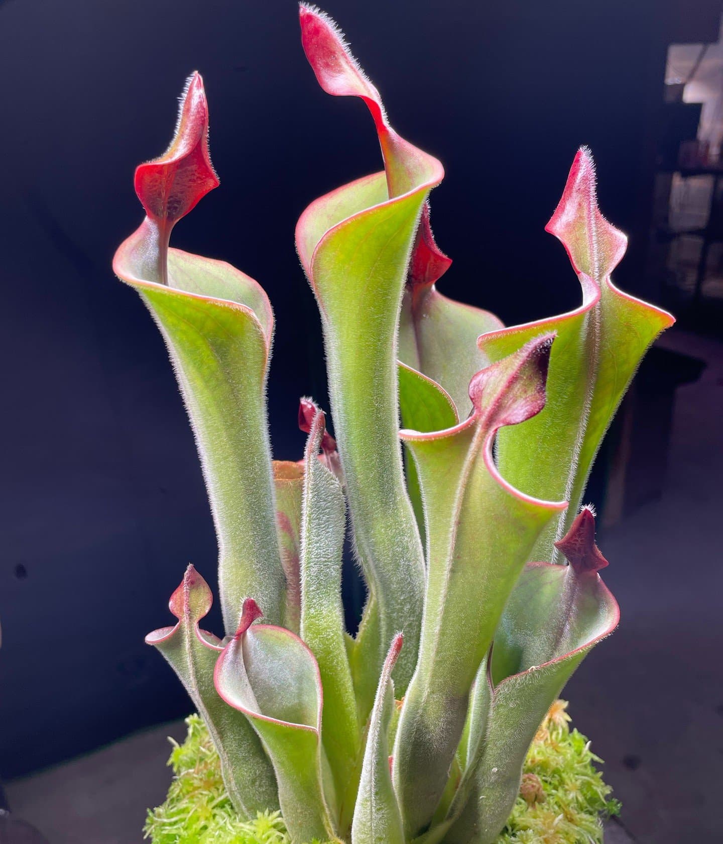 Heliamphora (Sun Pitcher Plant) — photo 15