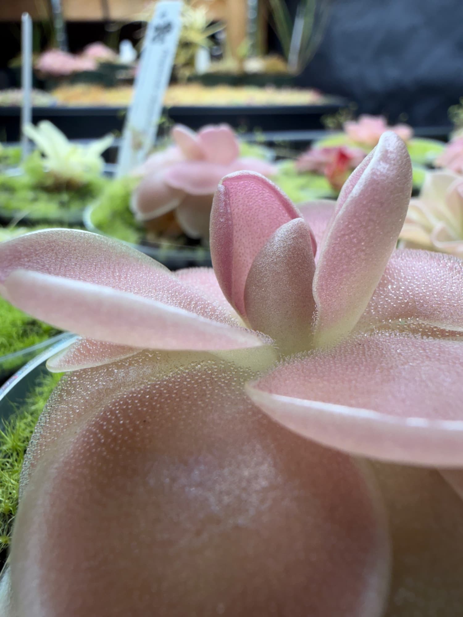Pinguicula (Mexican Butterwort) — photo 2