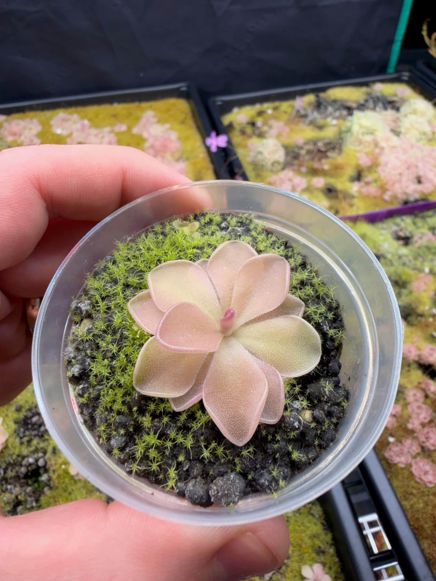Pinguicula (Mexican Butterwort) — photo 3